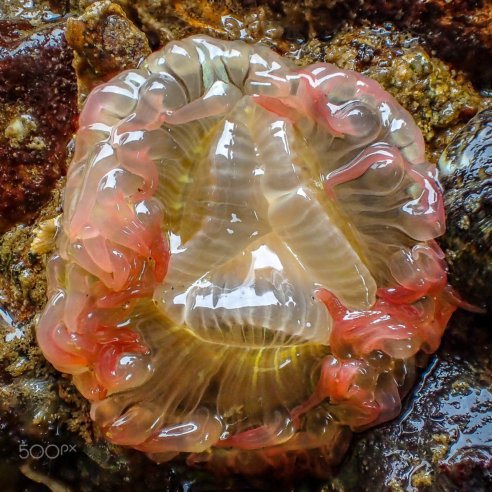 Olympus TG-4 sample photo. Pink sea anemone photography