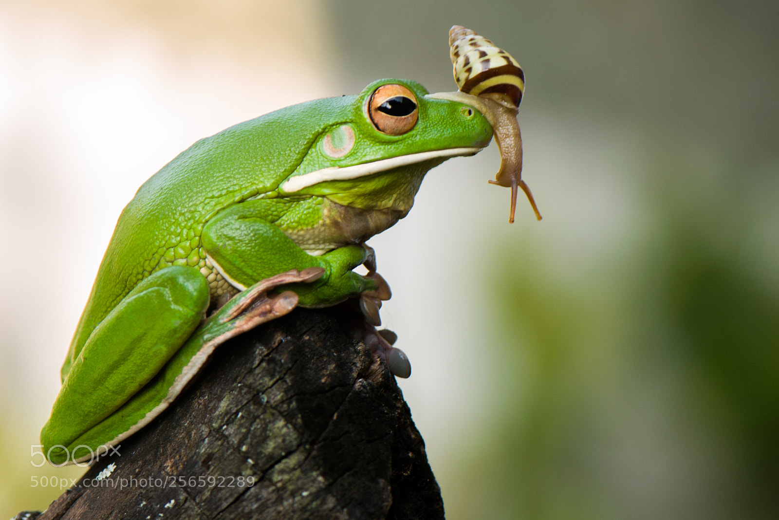 Nikon D800 sample photo. Snail and frog photography
