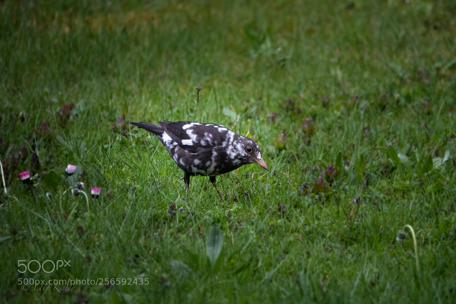 Sony Cyber-shot DSC-RX10 IV sample photo. Female leucistic blackbird photography