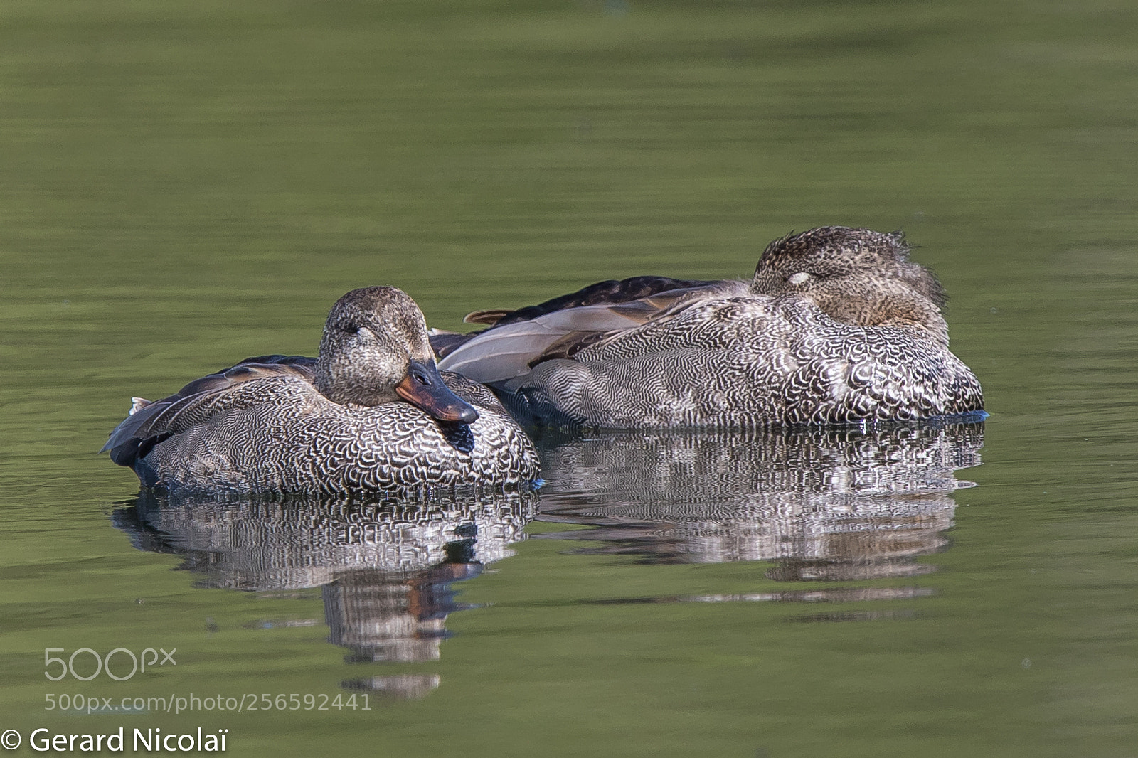 Canon EOS 7D Mark II sample photo. Gadwalls photography