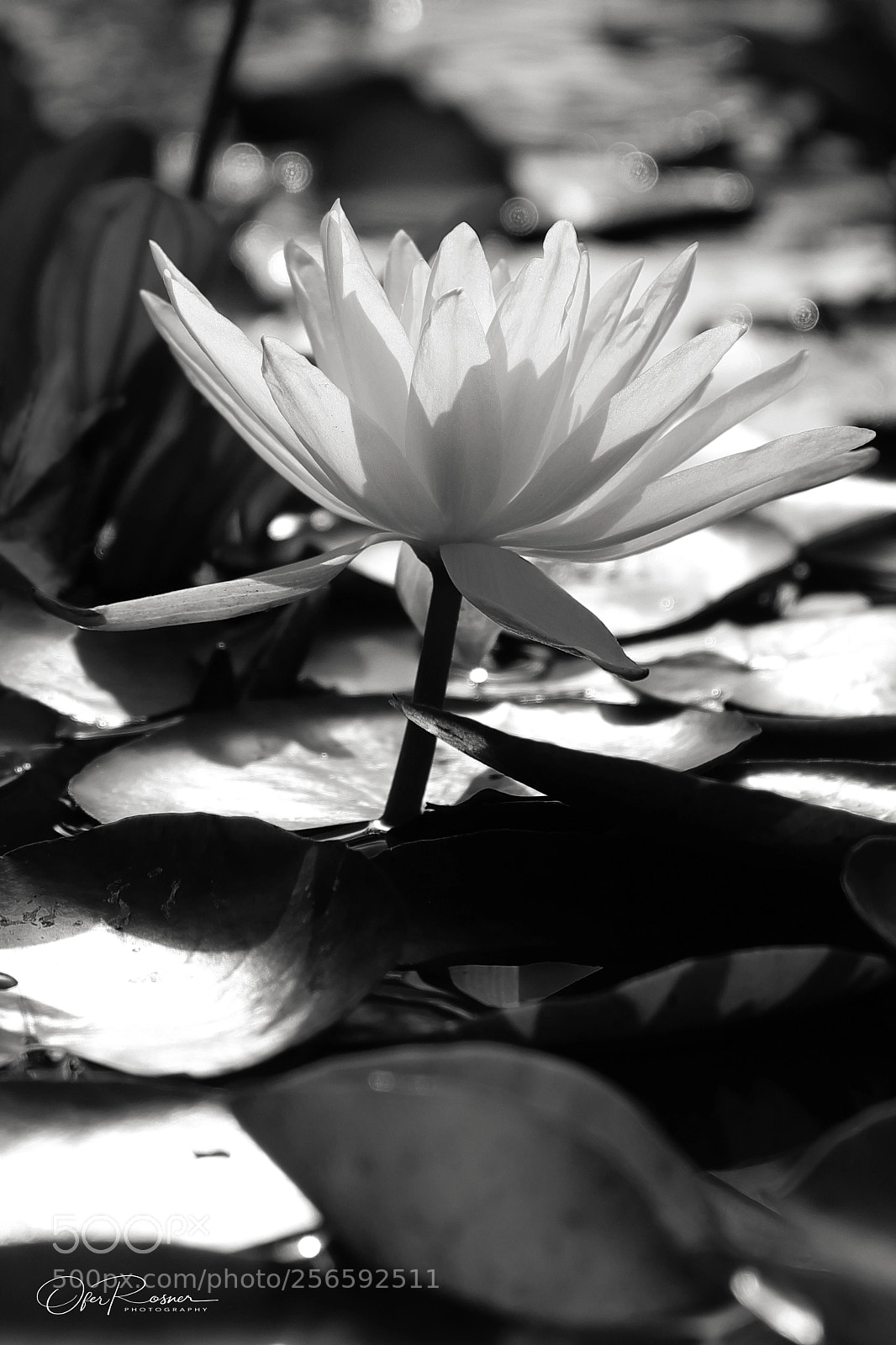 Fujifilm X-T2 sample photo. Water lily in the photography