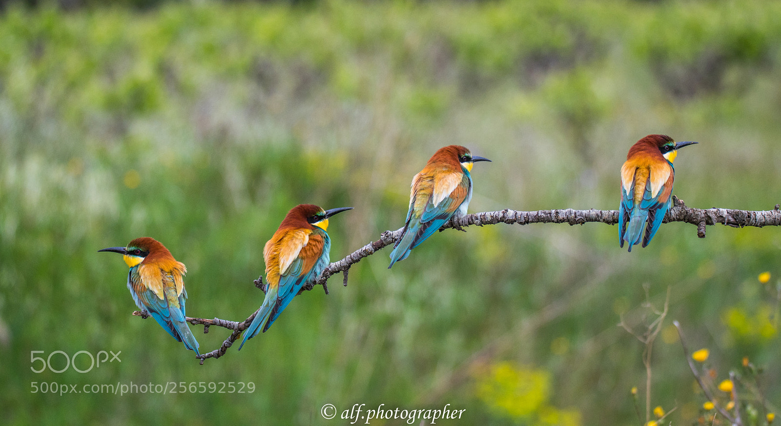 Nikon D500 sample photo. Bee -eaters couples photography