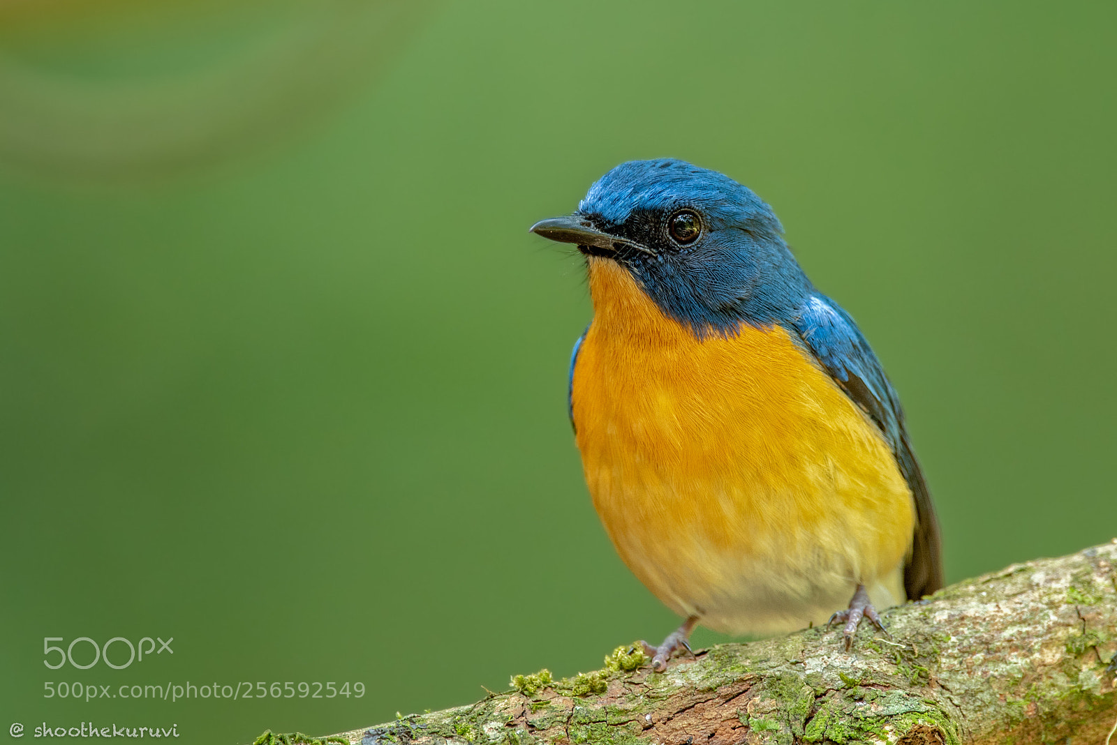 Nikon D750 sample photo. Tickell's blue flycatcher photography