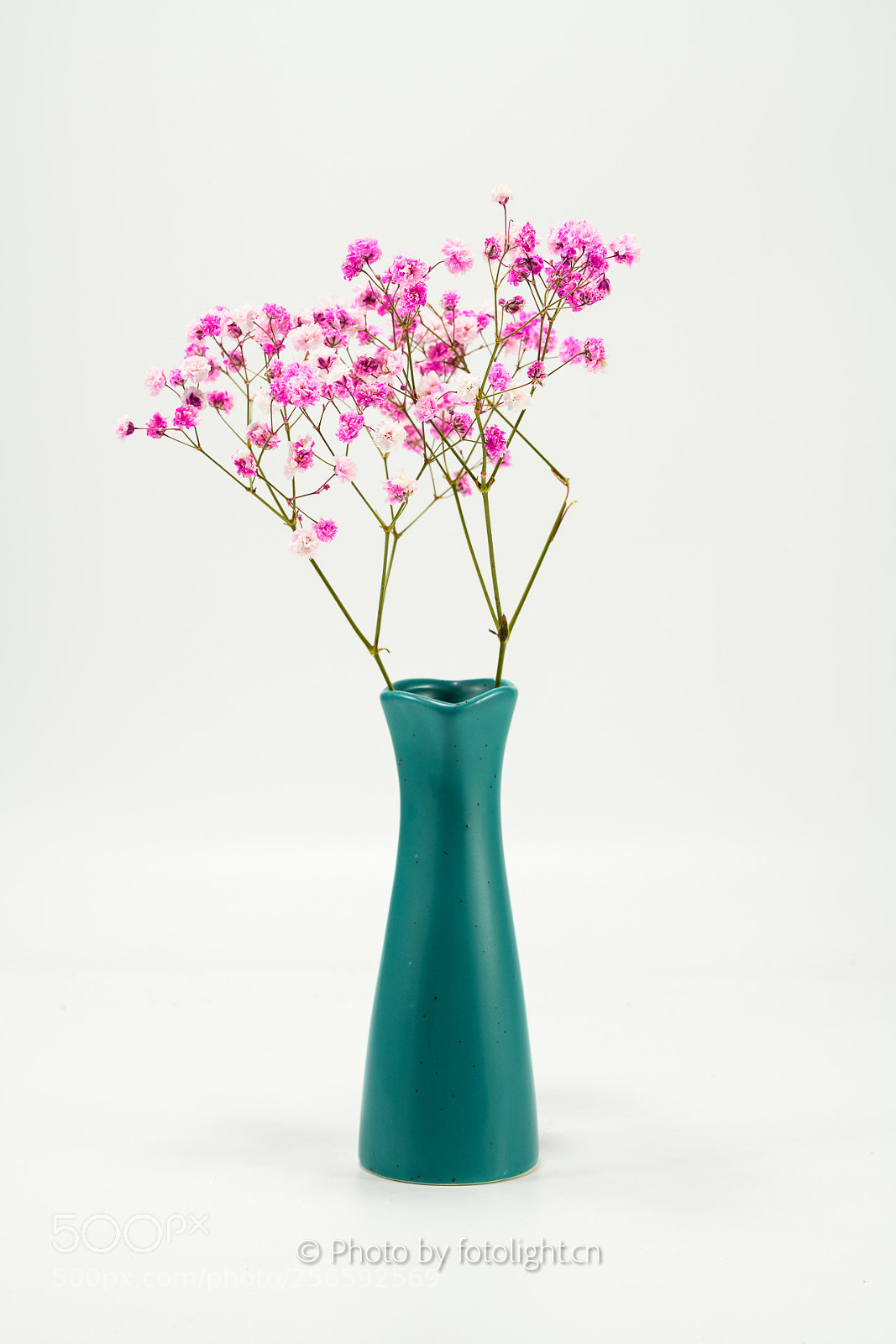 Nikon D850 sample photo. Starflower photography