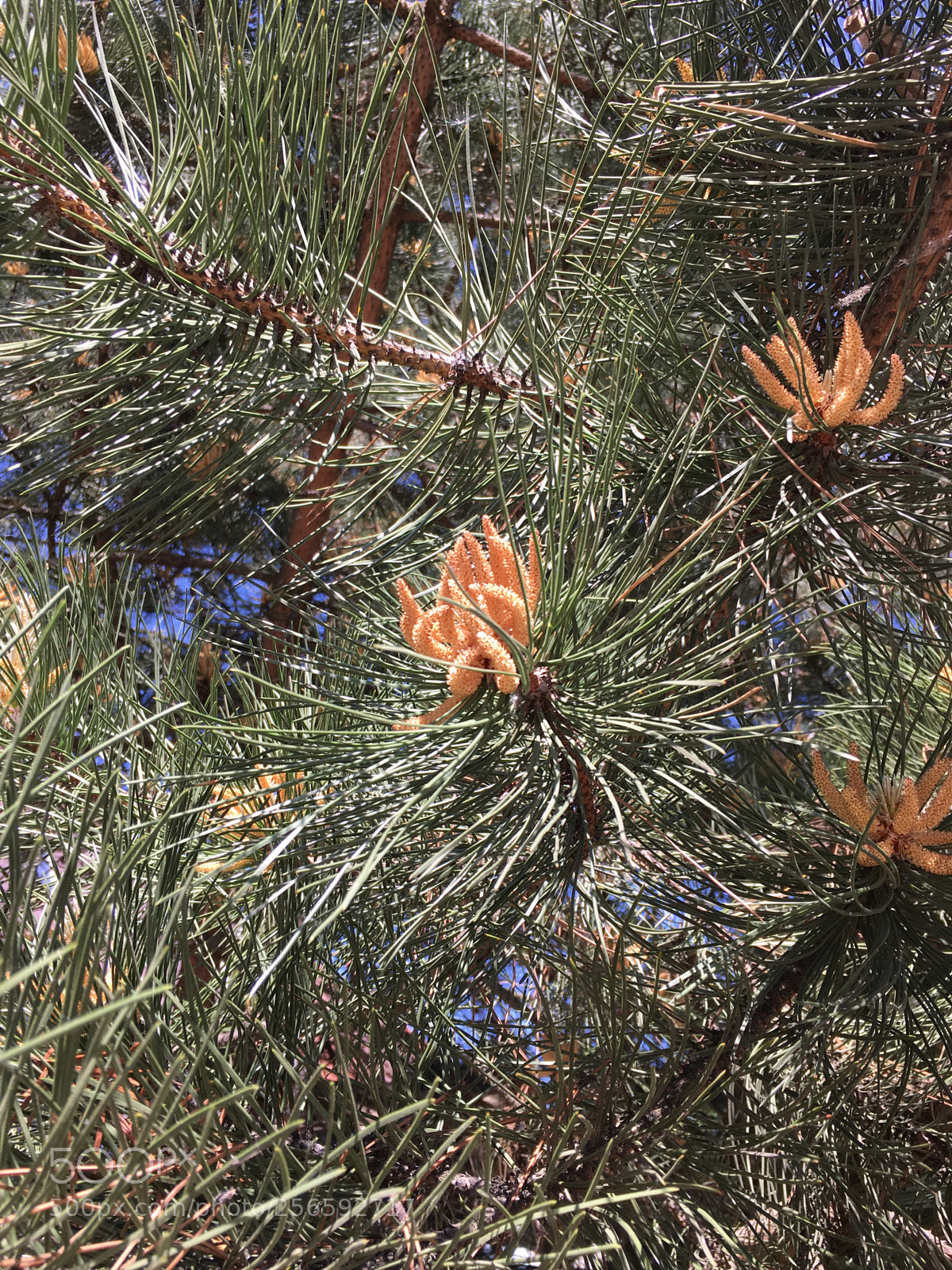 Apple iPhone 6s sample photo. Kwiat sosny photography