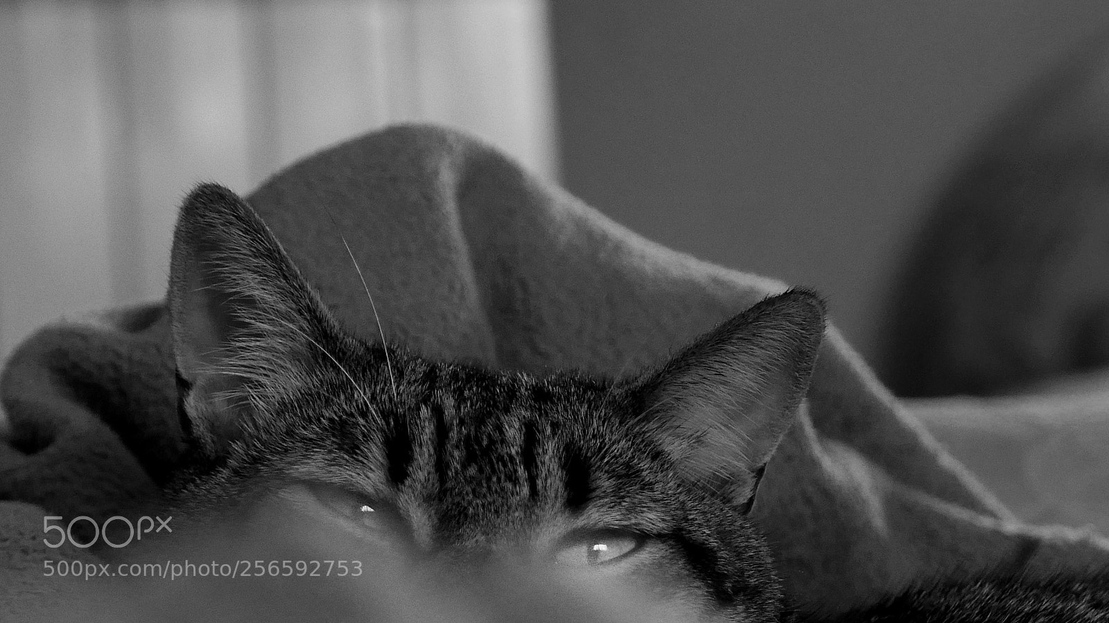 Panasonic Lumix DMC-LX100 sample photo. The hidden cat photography