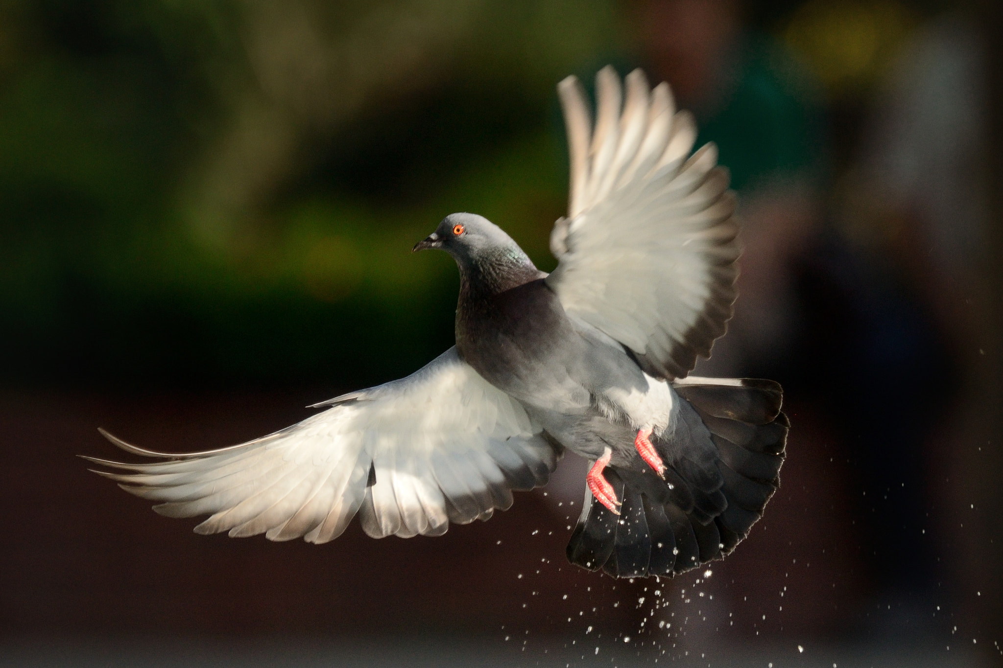 Nikon Nikkor AF-S 300mm F4E PF ED VR sample photo. Pigeon flight photography