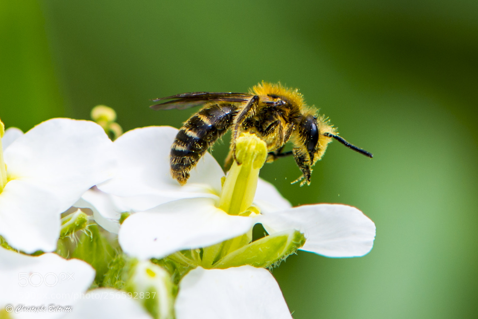 Nikon D800 sample photo. Abeille photography
