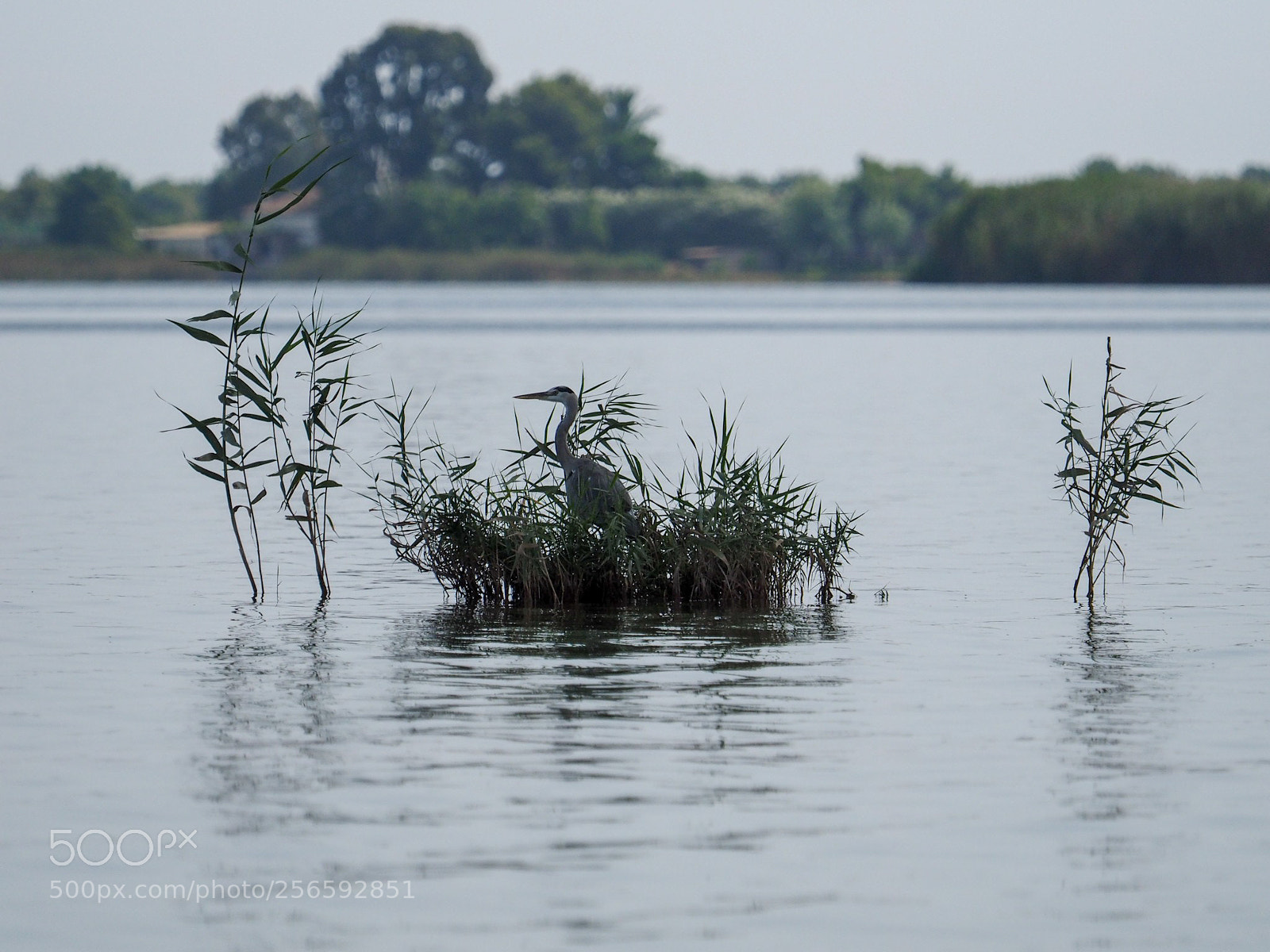 Olympus OM-D E-M1 sample photo. La albufera de valencia photography