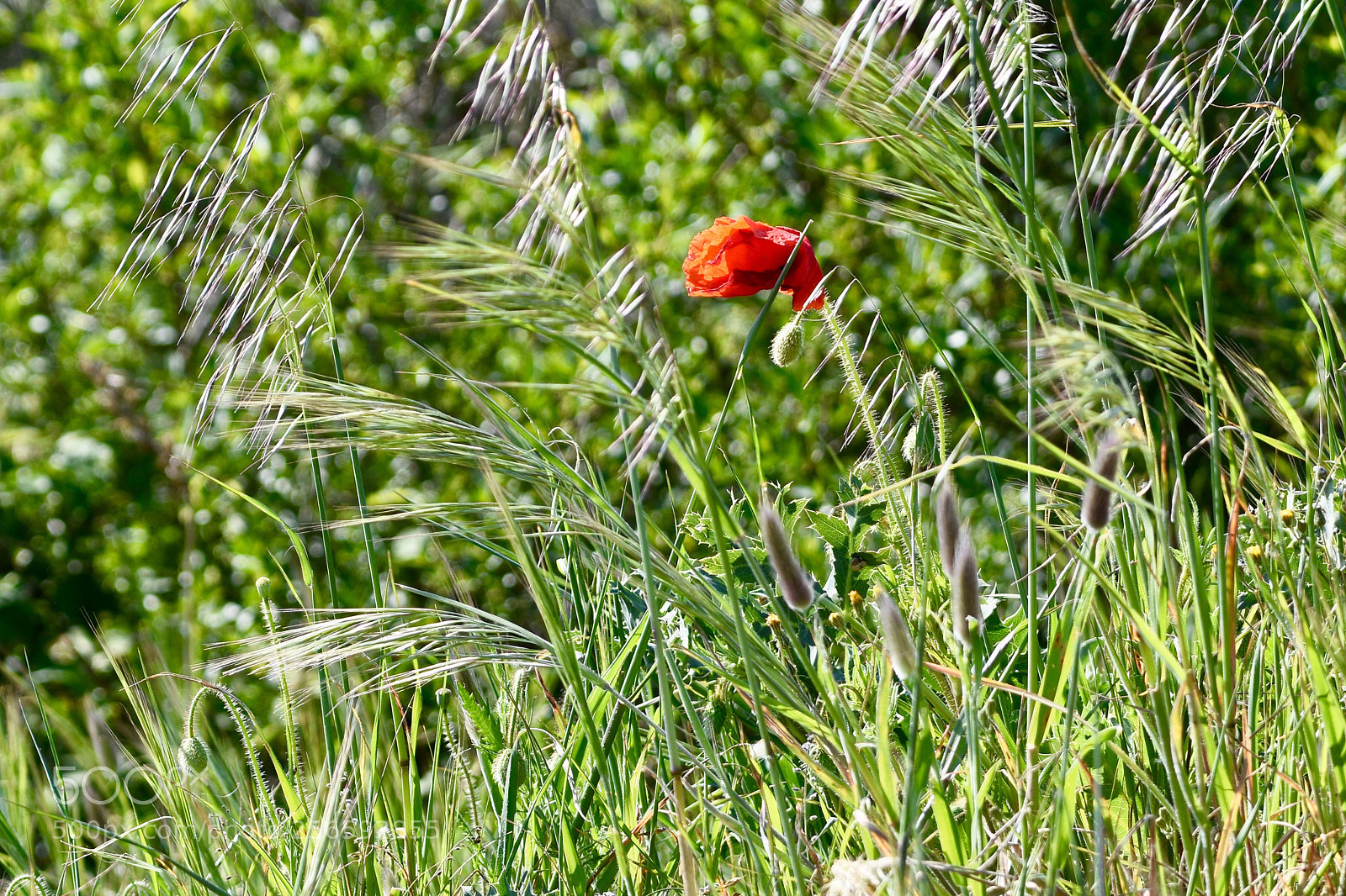 Nikon D7200 sample photo. Coquelicot  photography