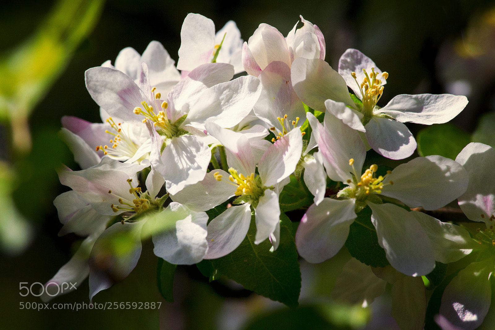 Canon EOS 60D sample photo. Blooming apple tree photography