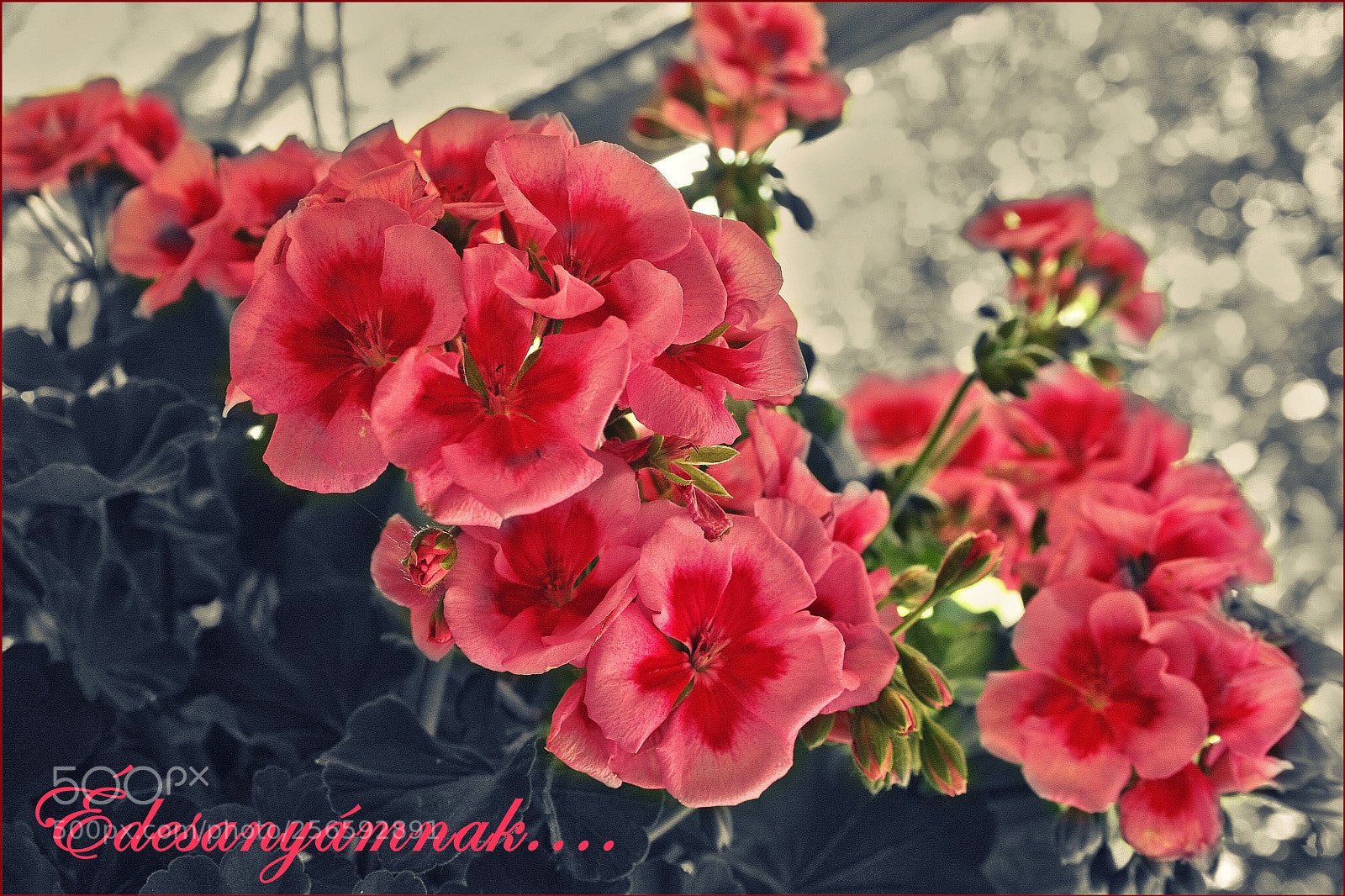 Canon EOS 40D sample photo. My mum photography