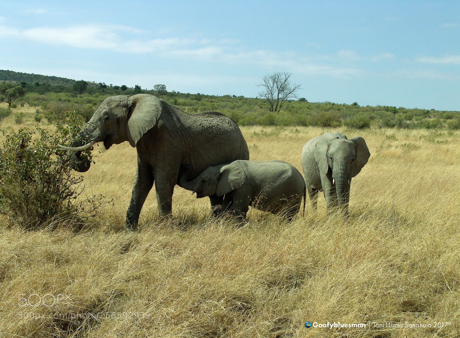 Sony DSC-F828 sample photo. Family of elephants mother photography
