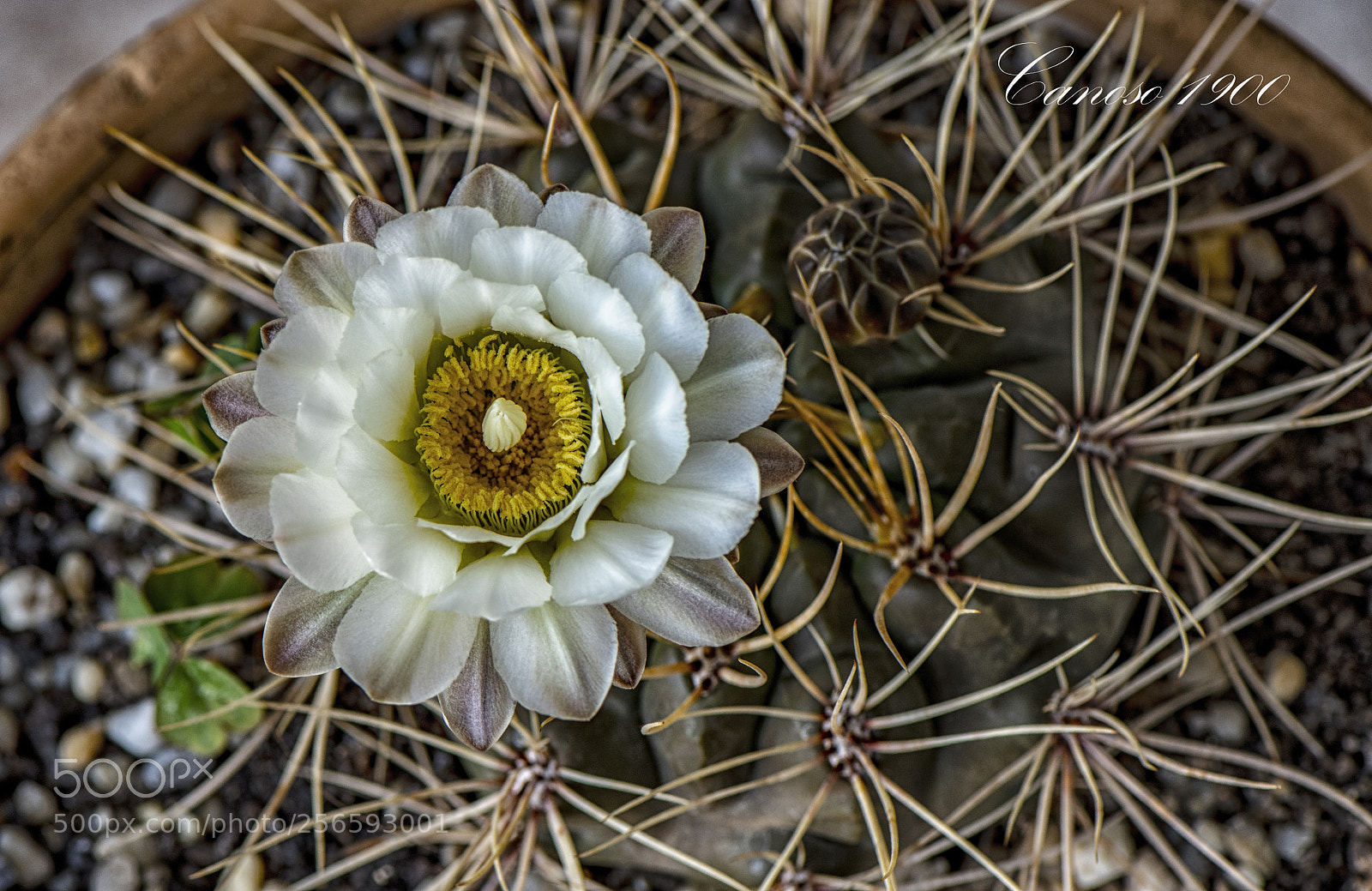 Nikon D810 sample photo. Cactus photography