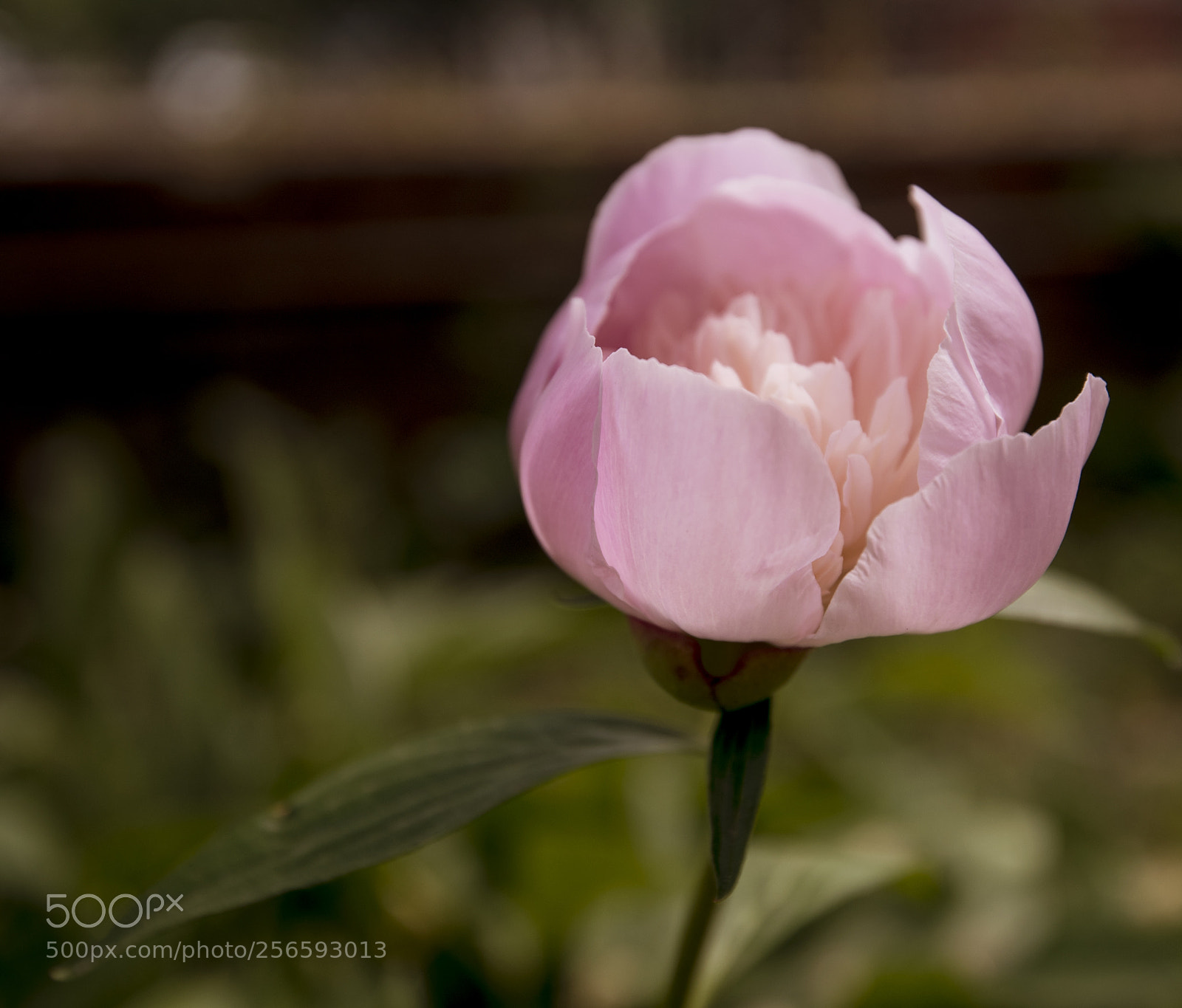 Nikon D750 sample photo. Flower photography