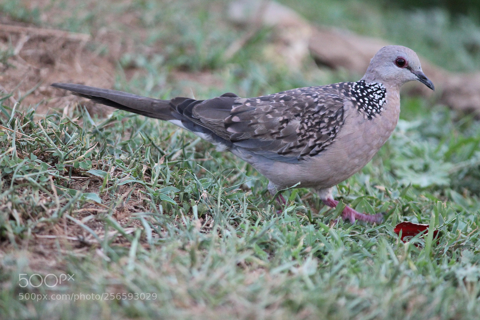Canon EF-S 55-250mm F4-5.6 IS II sample photo. Untitled photography