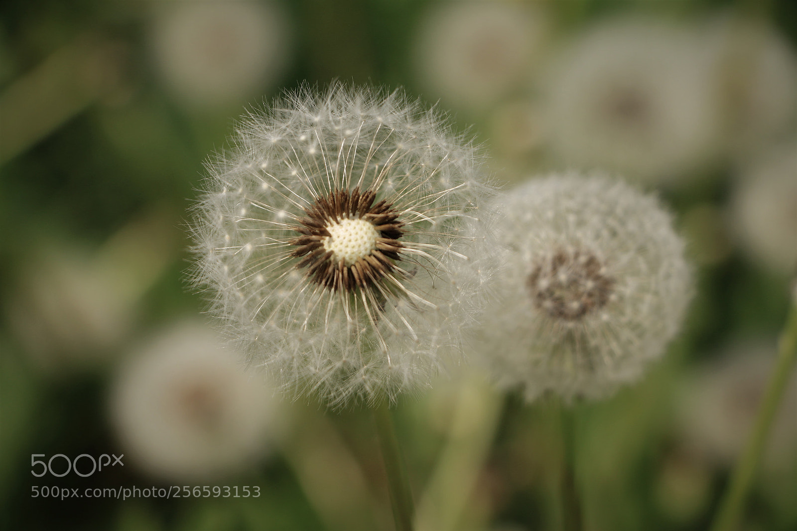 Canon EOS 70D sample photo. Ganz sch n verbl photography