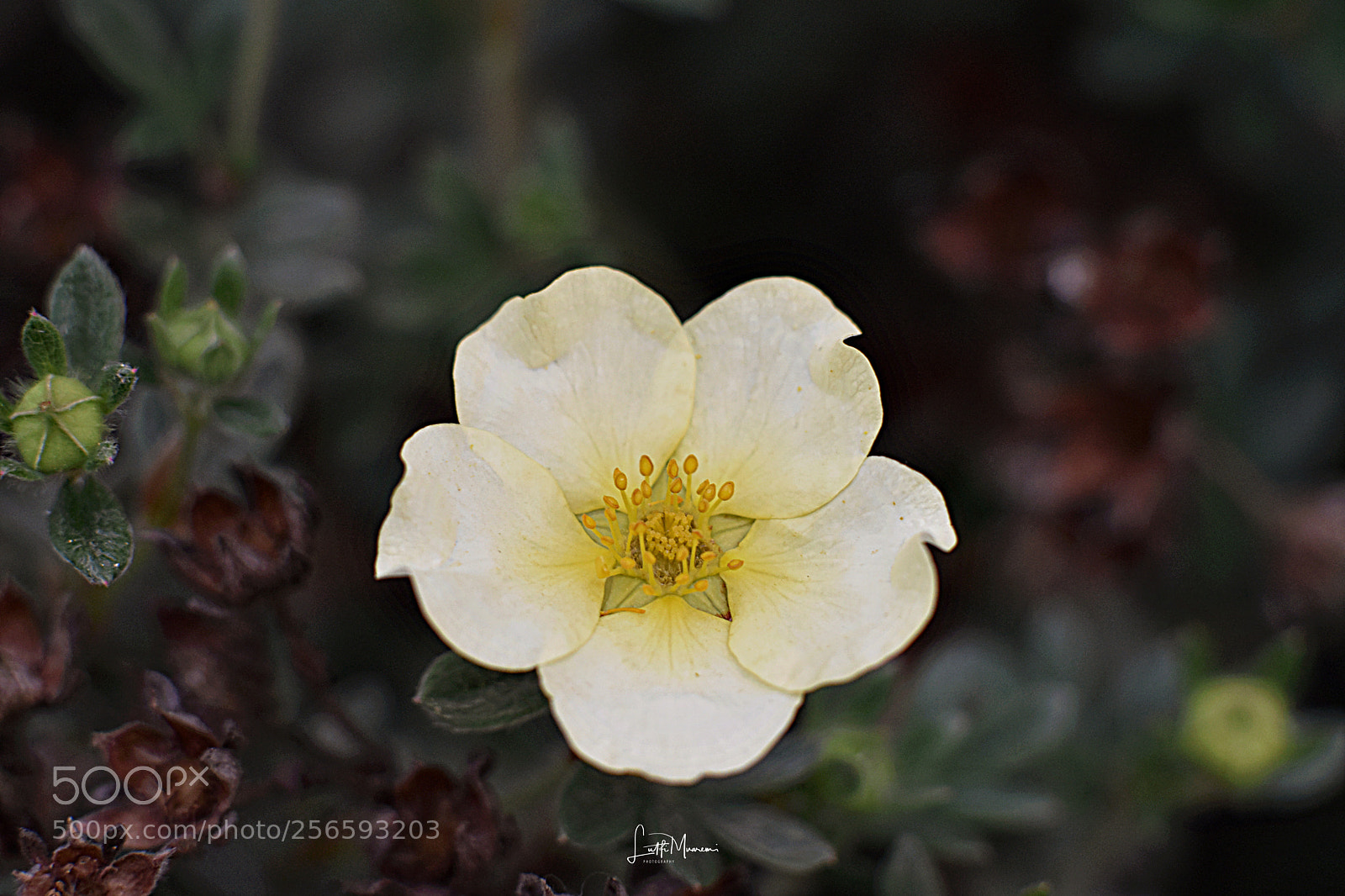 Nikon D7200 sample photo. The golden flower photography