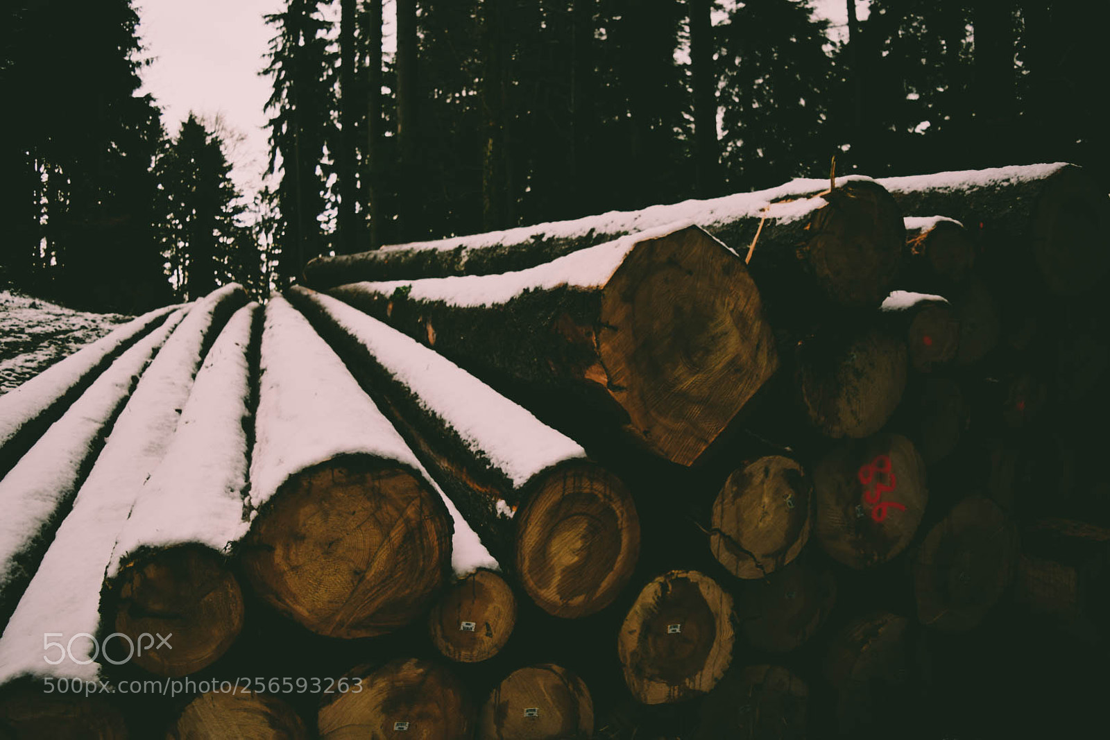 Nikon D5300 sample photo. Oak logs photography
