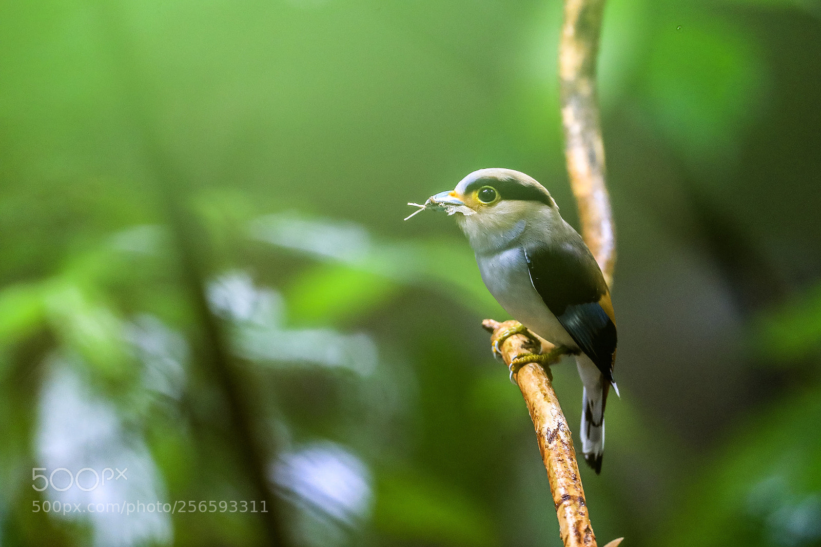 Canon EOS-1D X Mark II sample photo. Silver-breasted broadbill@thailand. photography