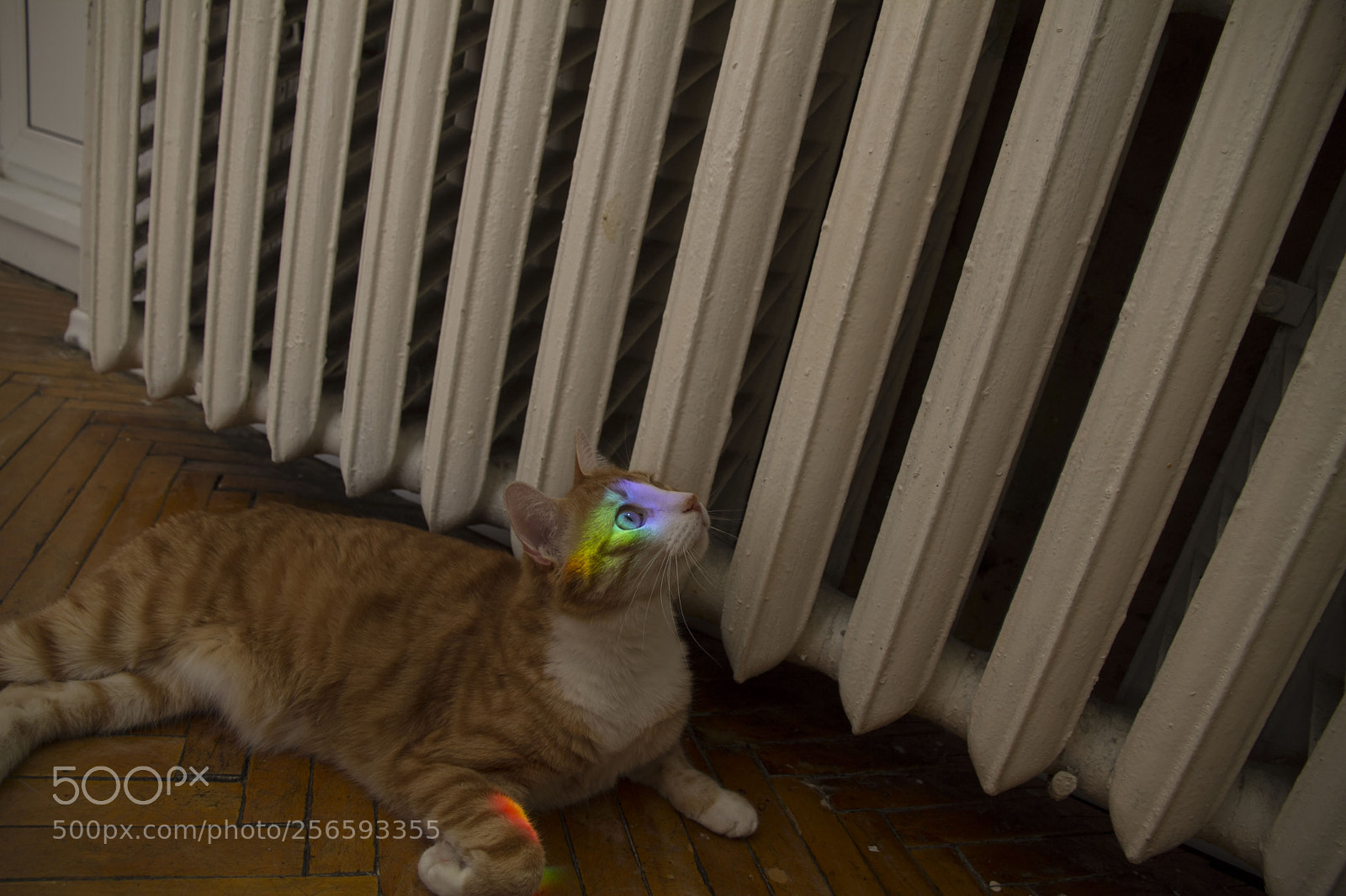 Canon EOS 7D sample photo. Cat and rainbow photography