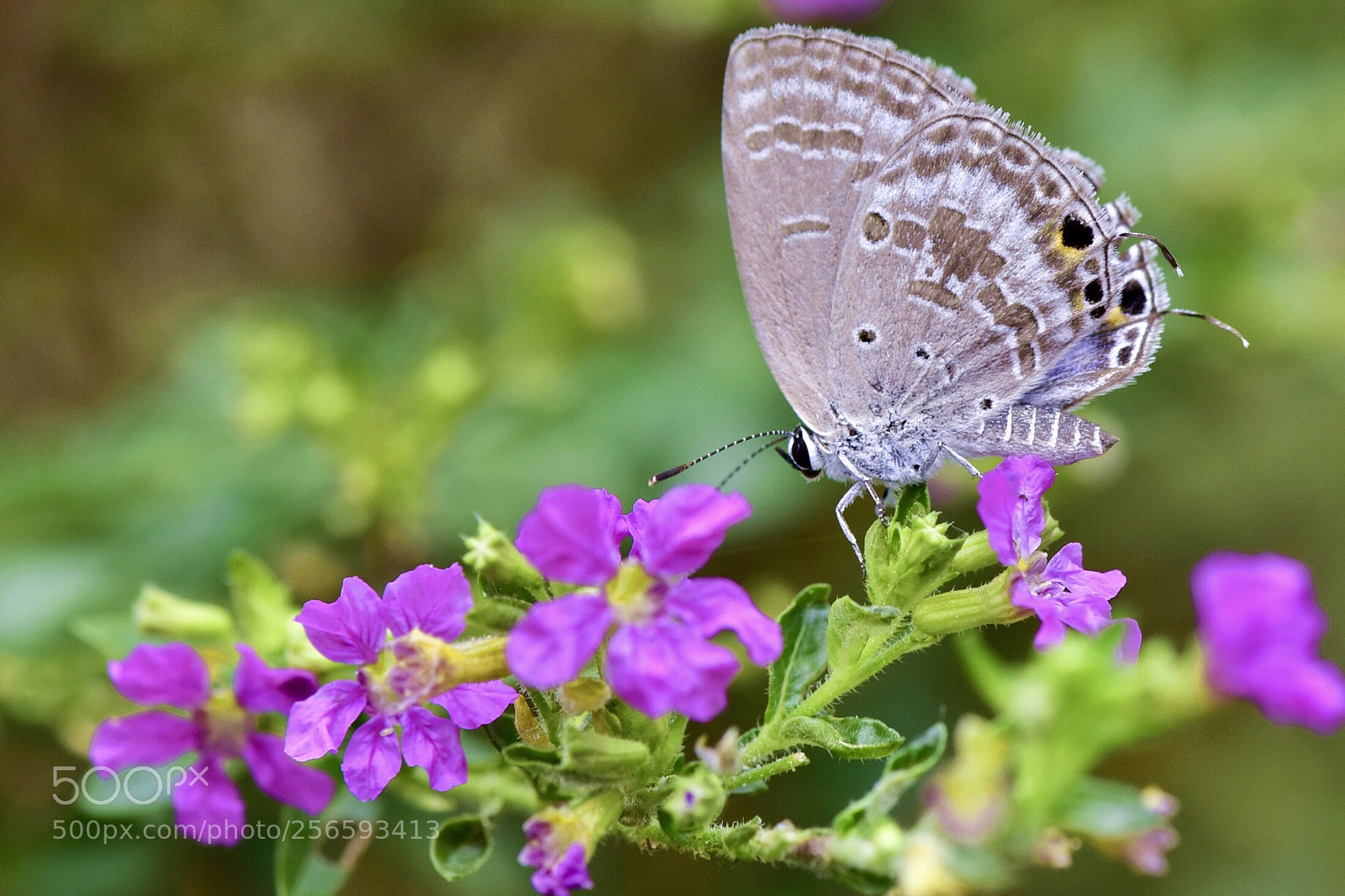 Nikon D500 sample photo. Untitled photography