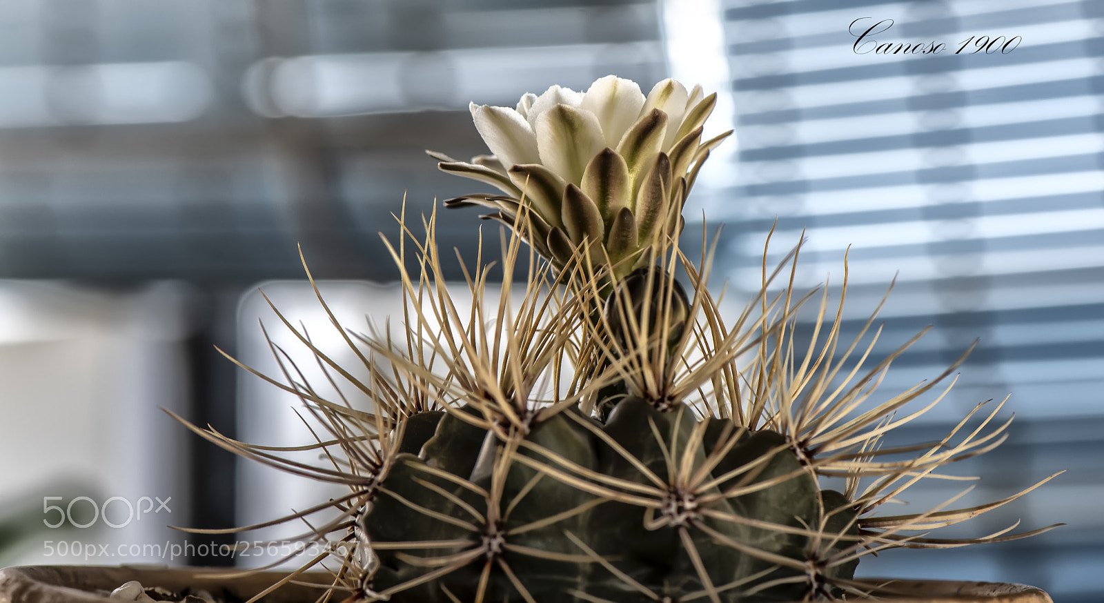 Nikon D810 sample photo. Espinas (cactus) photography