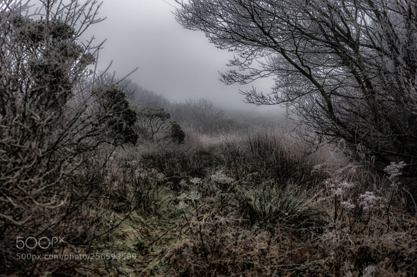 Nikon D90 sample photo. Winter on the marsh photography