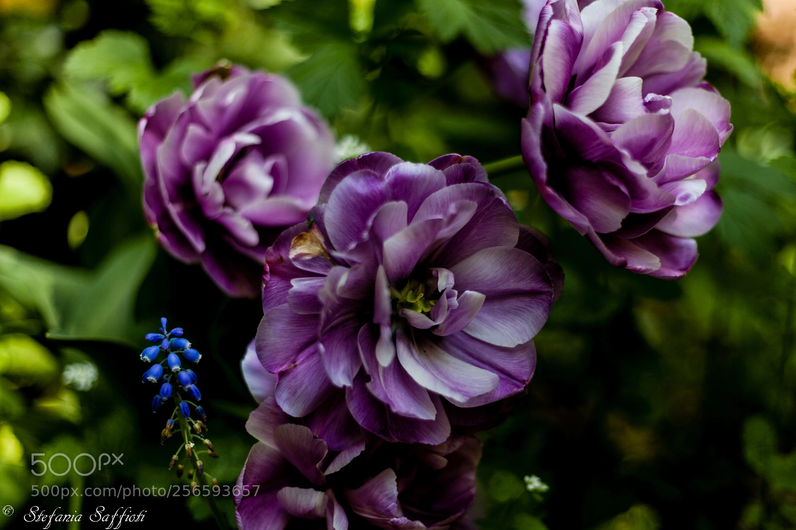 Canon EOS 5D Mark II sample photo. Flower photography