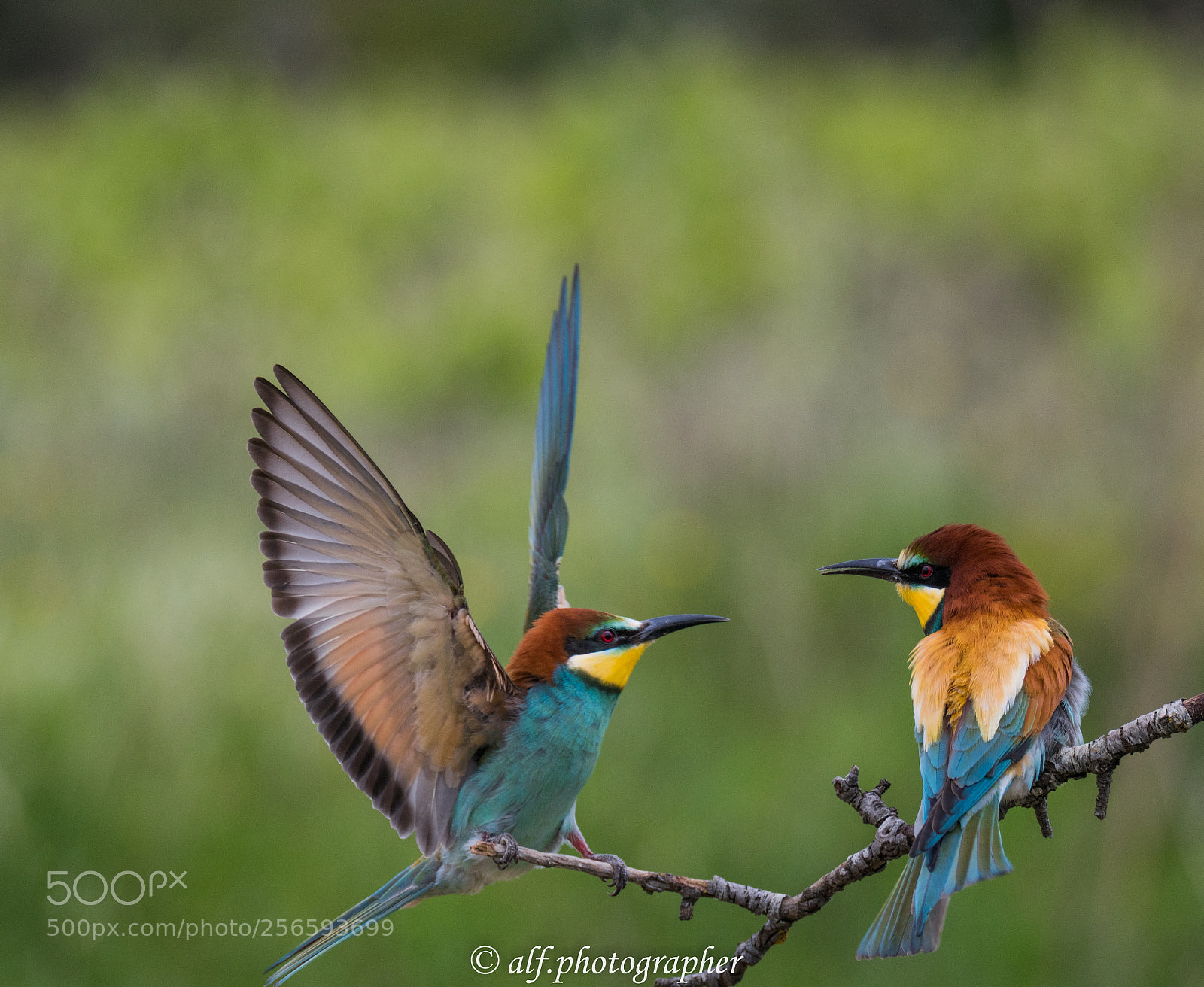 Nikon D500 sample photo. Landing bird photography
