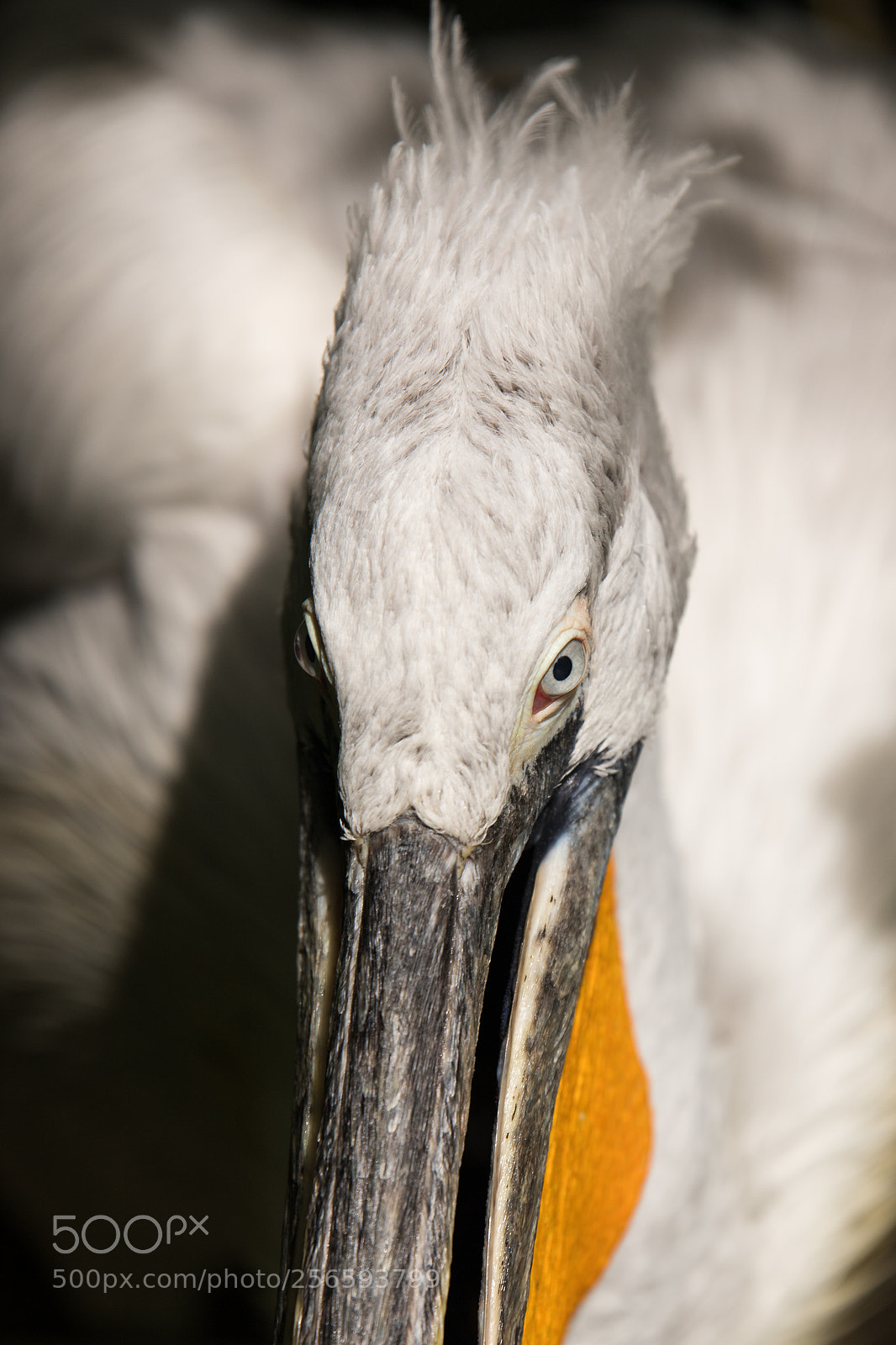 Canon EOS 6D Mark II sample photo. Watching photography