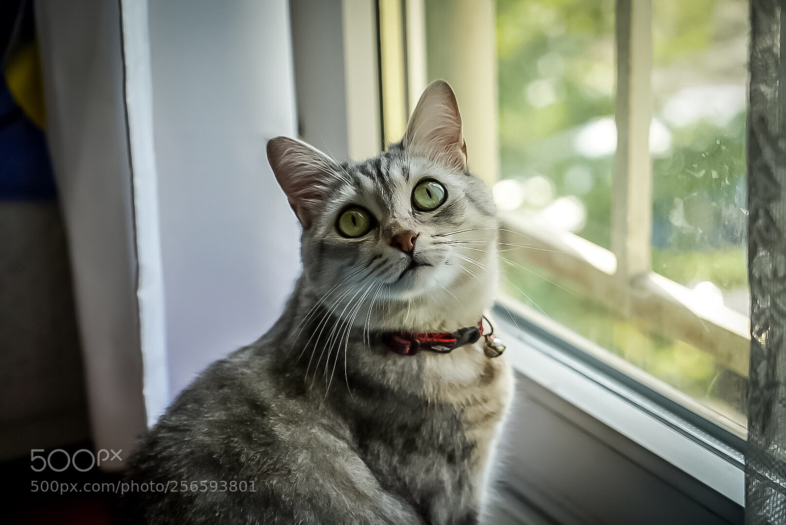 Sony a7R II sample photo. My little sunshine 
@kiba photography