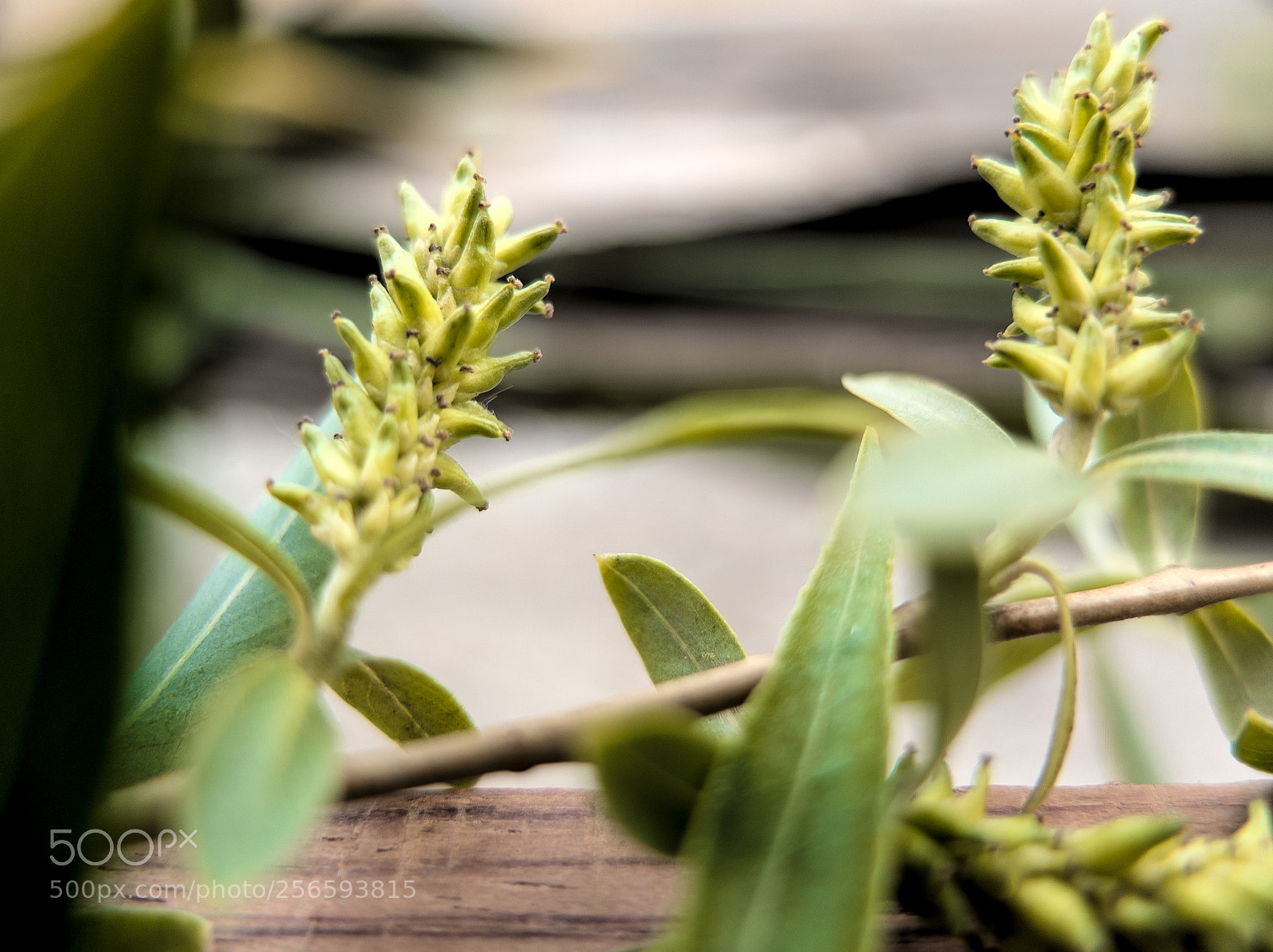 Fujifilm X10 sample photo. Willows sprout.柳芽 photography
