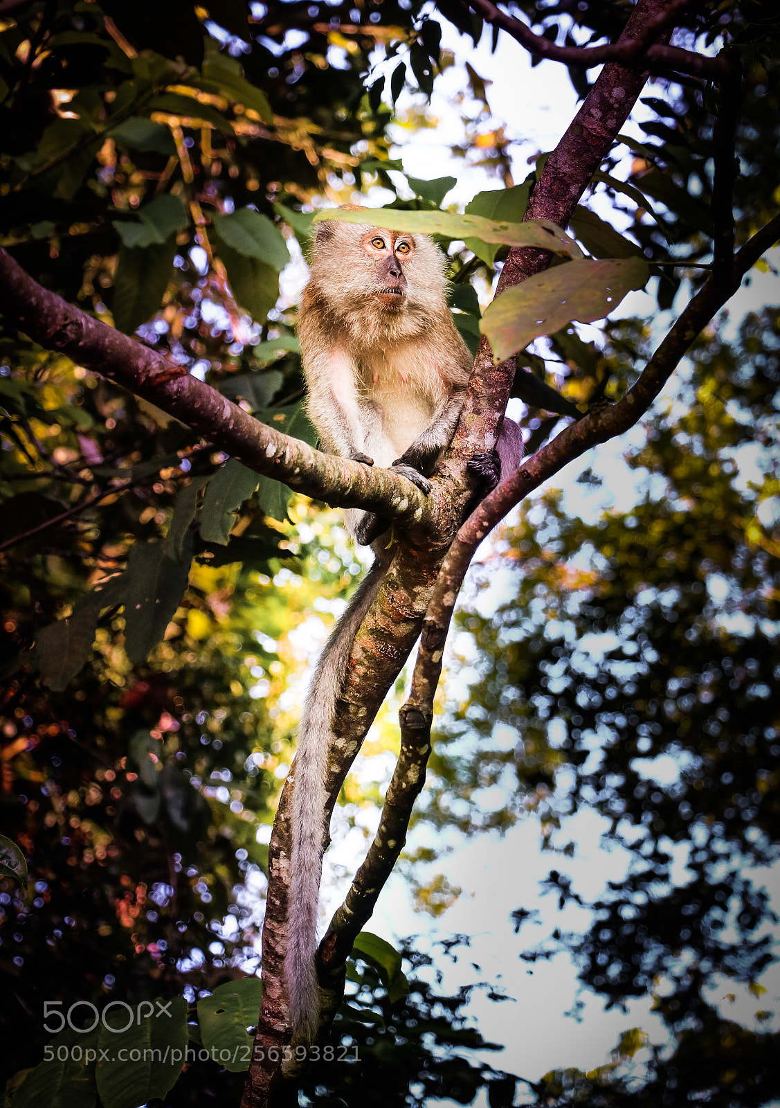 Canon EOS 750D (EOS Rebel T6i / EOS Kiss X8i) sample photo. Monkey photography