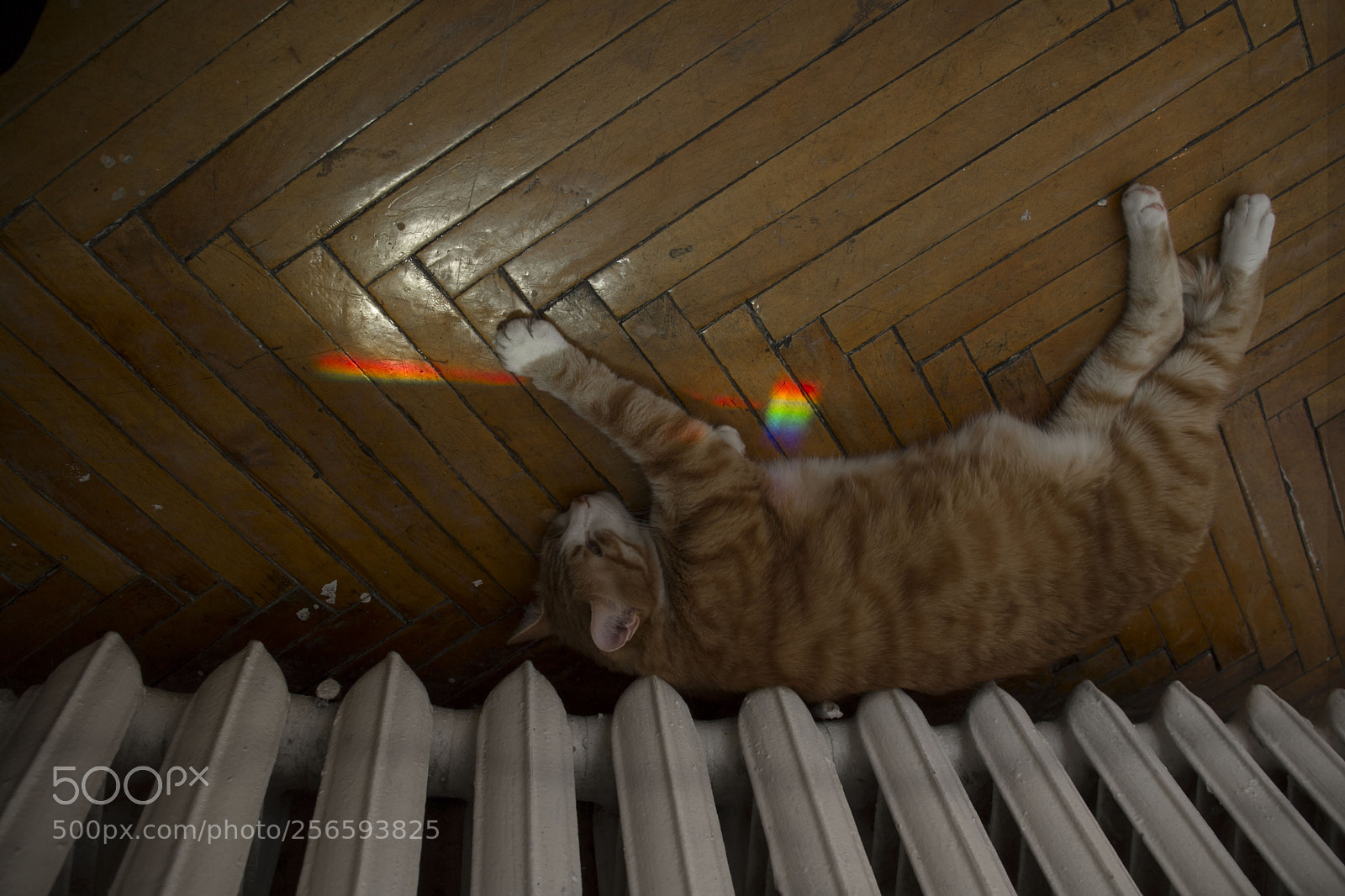 Canon EOS 7D sample photo. Magic cat photography