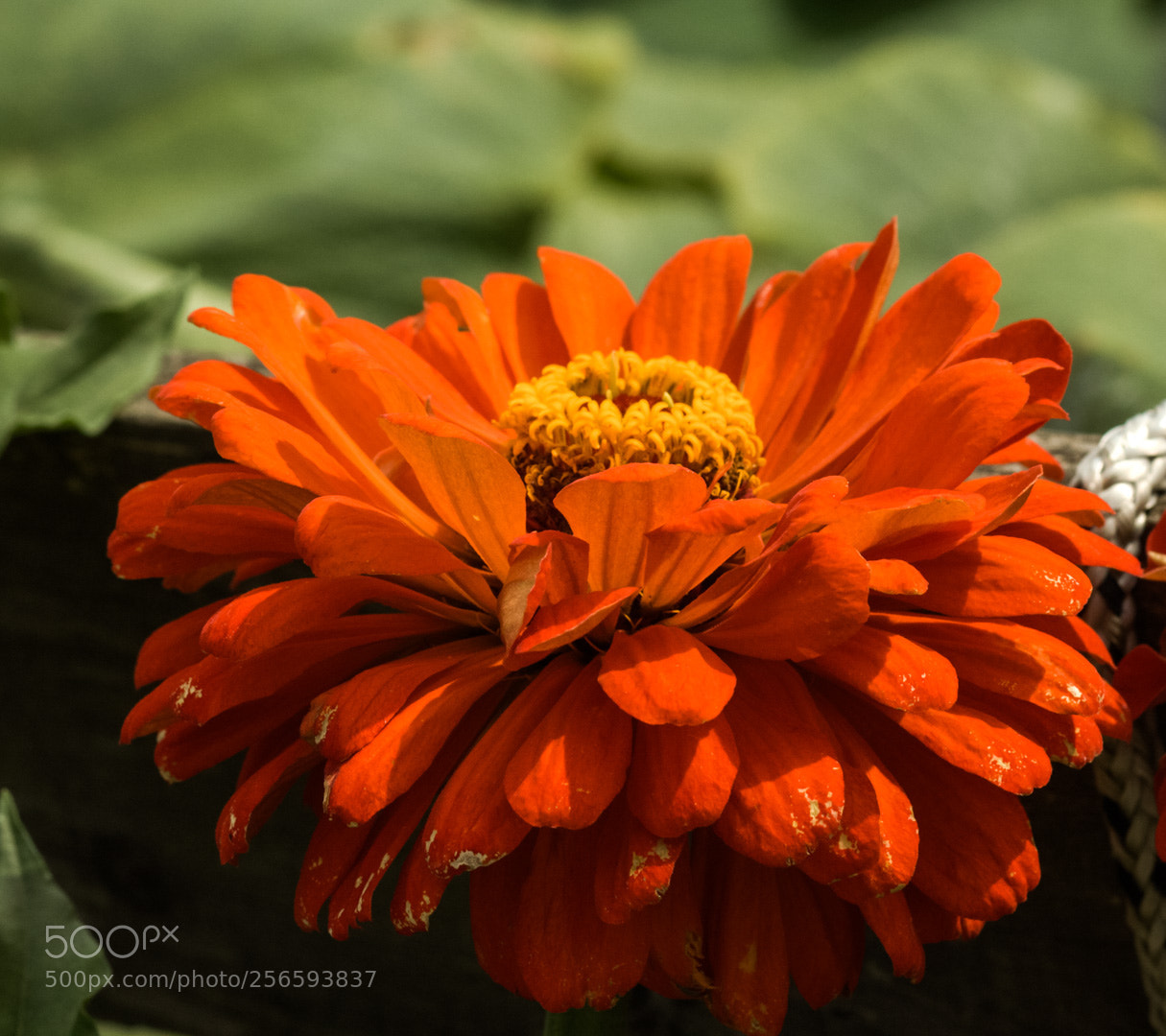 Canon EOS 50D sample photo. On the sun photography