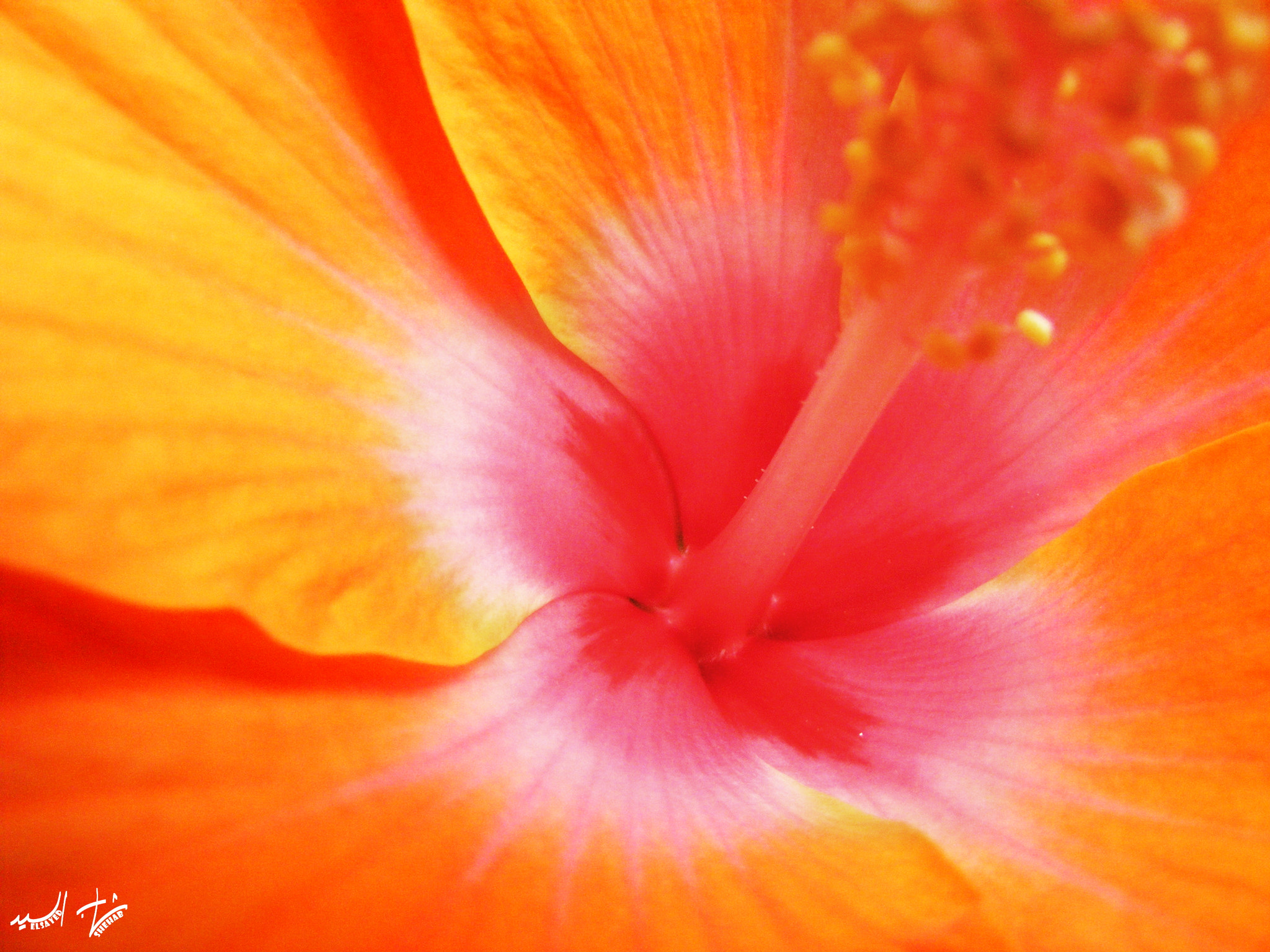 Fujifilm FinePix S5700 S700 sample photo. The orange hibiscus photography