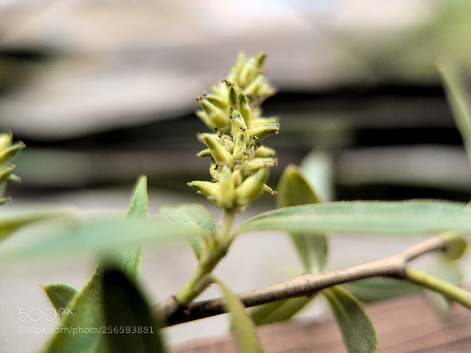 Fujifilm X10 sample photo. Willows sprout.柳芽 photography