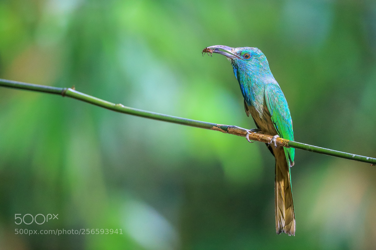 Canon EOS-1D X Mark II sample photo. Blue-bearded bee-eater@thailand. photography