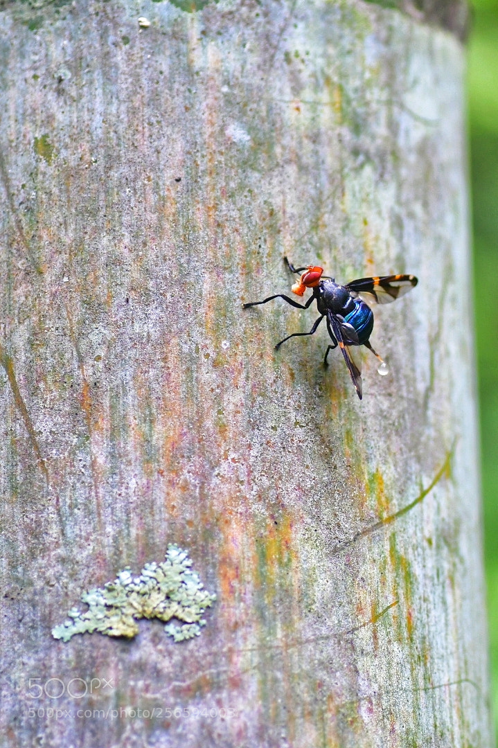 Nikon D500 sample photo. 昆虫 photography