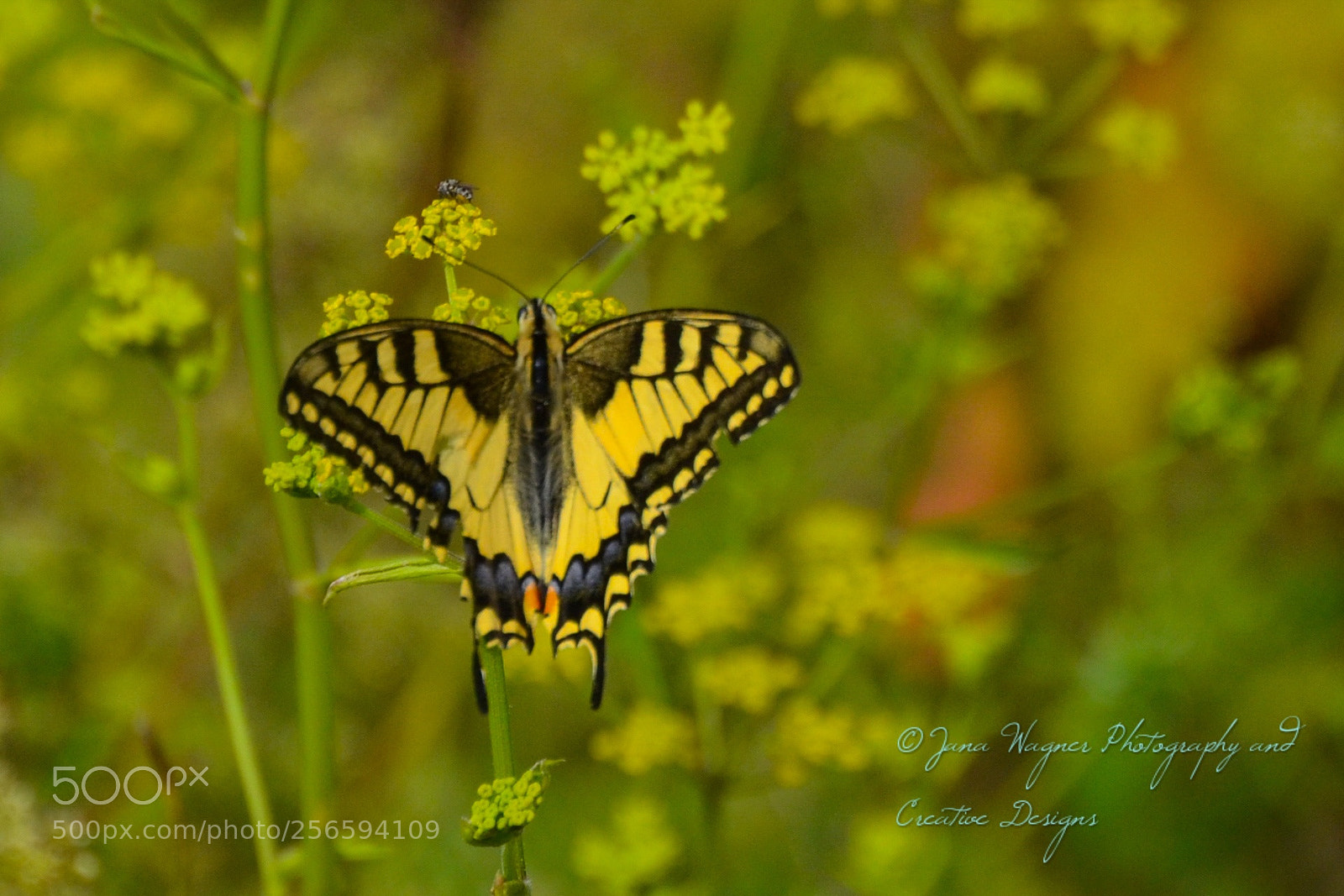 Nikon D5100 sample photo. Butterfly. photography