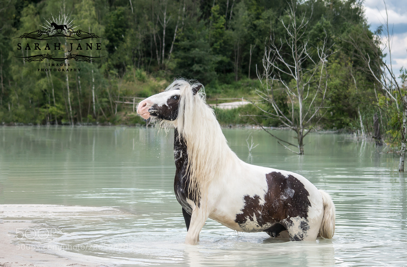 Nikon D610 sample photo. Tinker gelding rubin photography