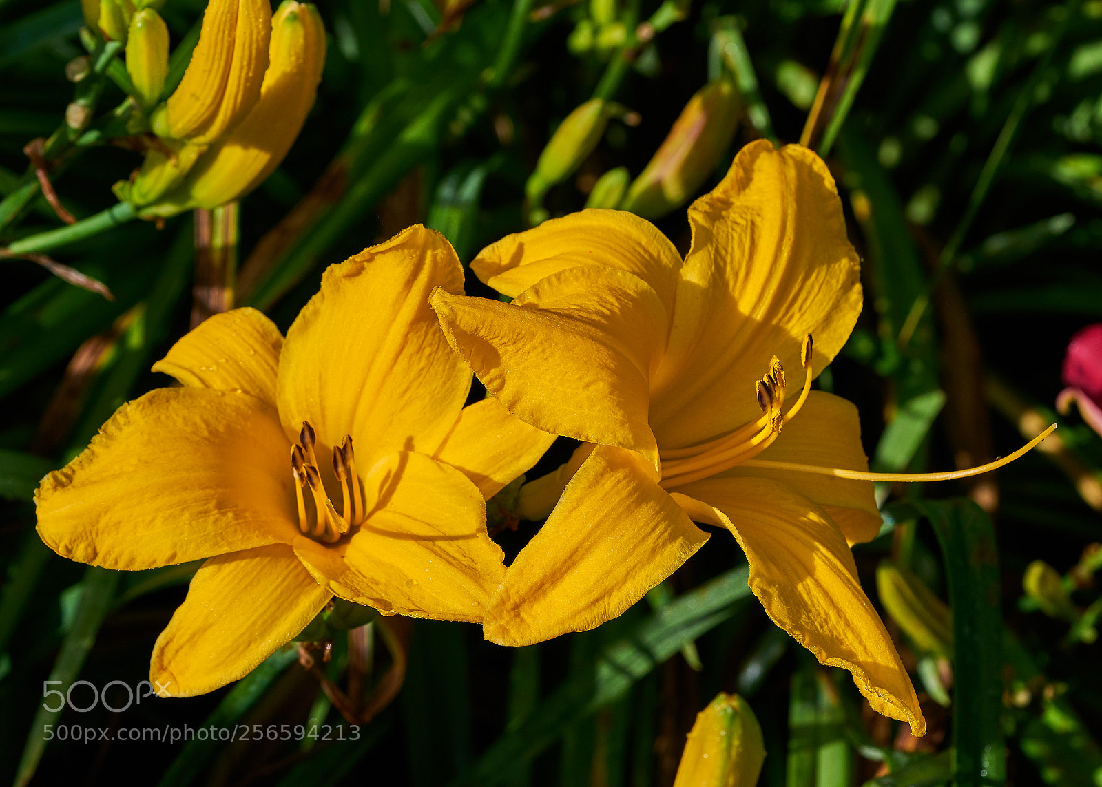 Sony a7R II sample photo. Daylily, version 2 photography
