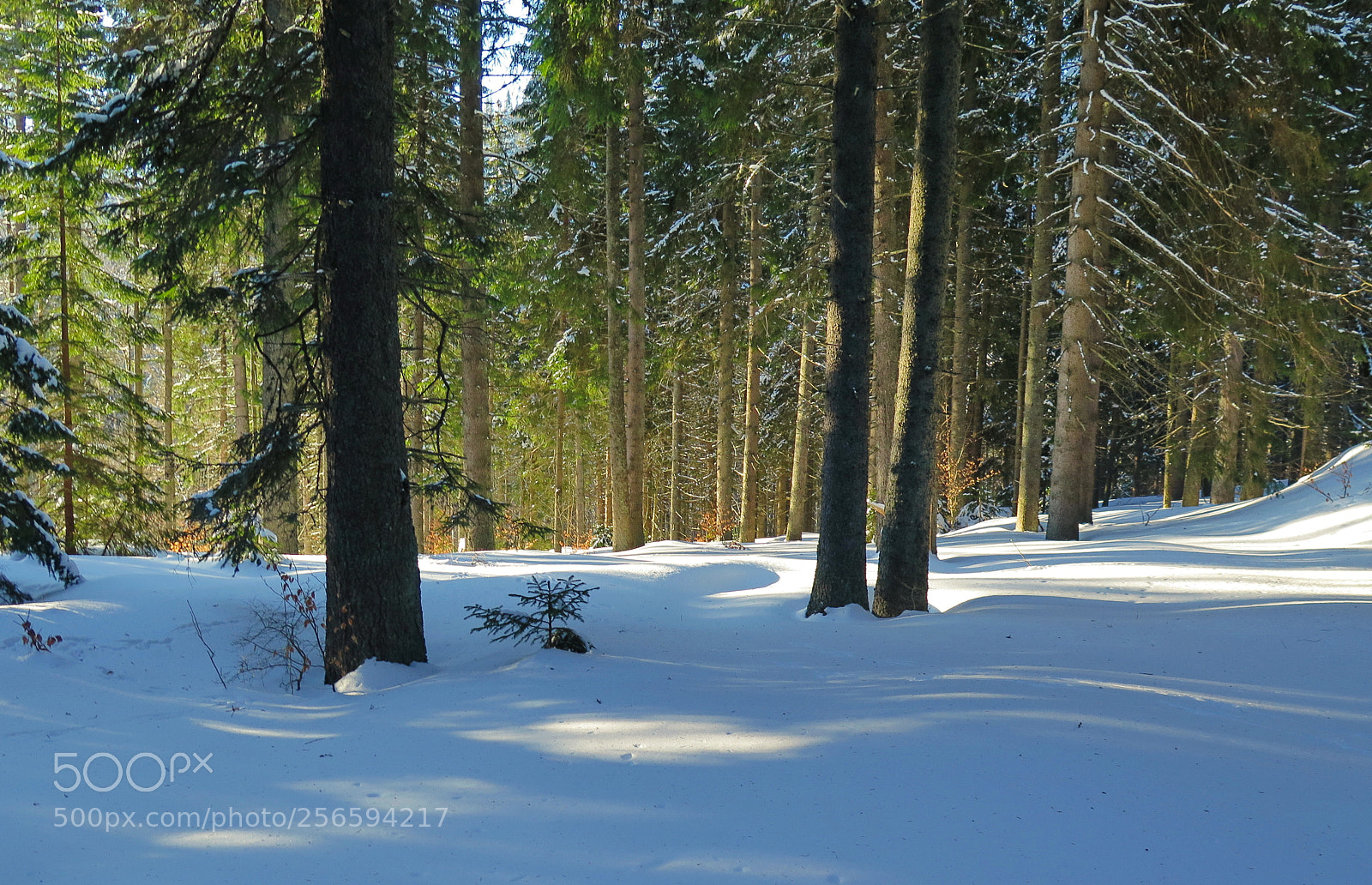 Canon PowerShot G16 sample photo. Morning forest photography