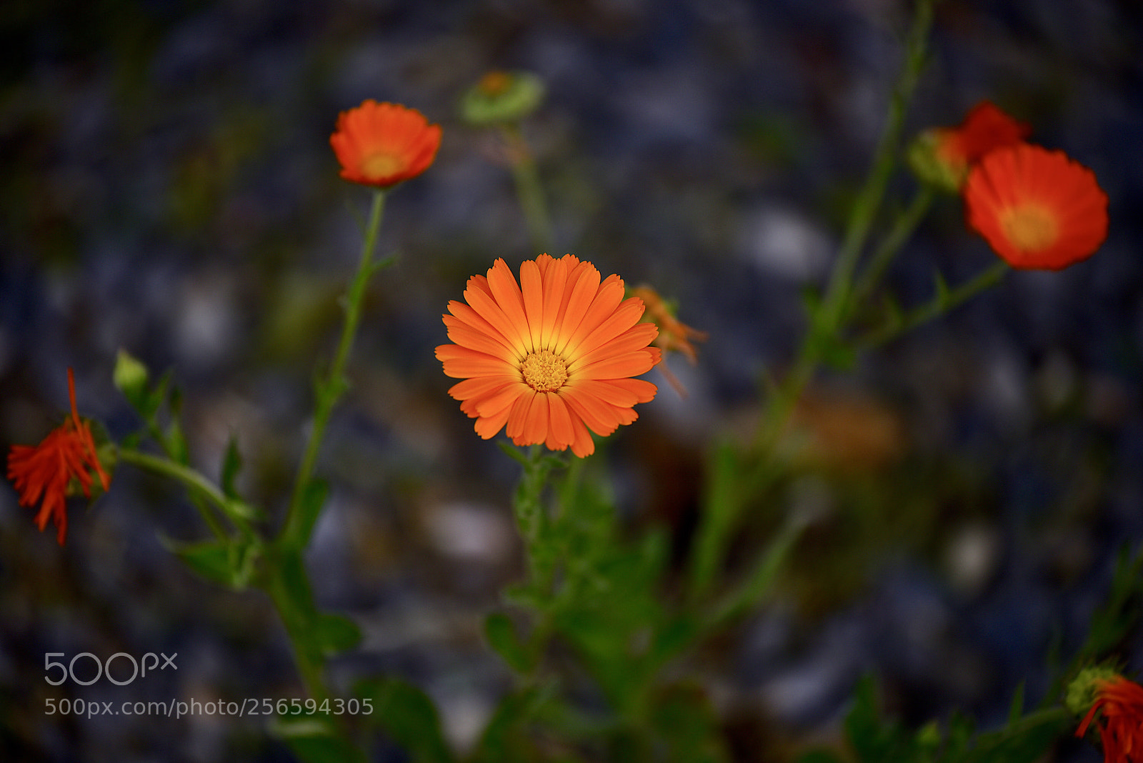 Nikon D750 sample photo. Le meraviglie della primavera  photography