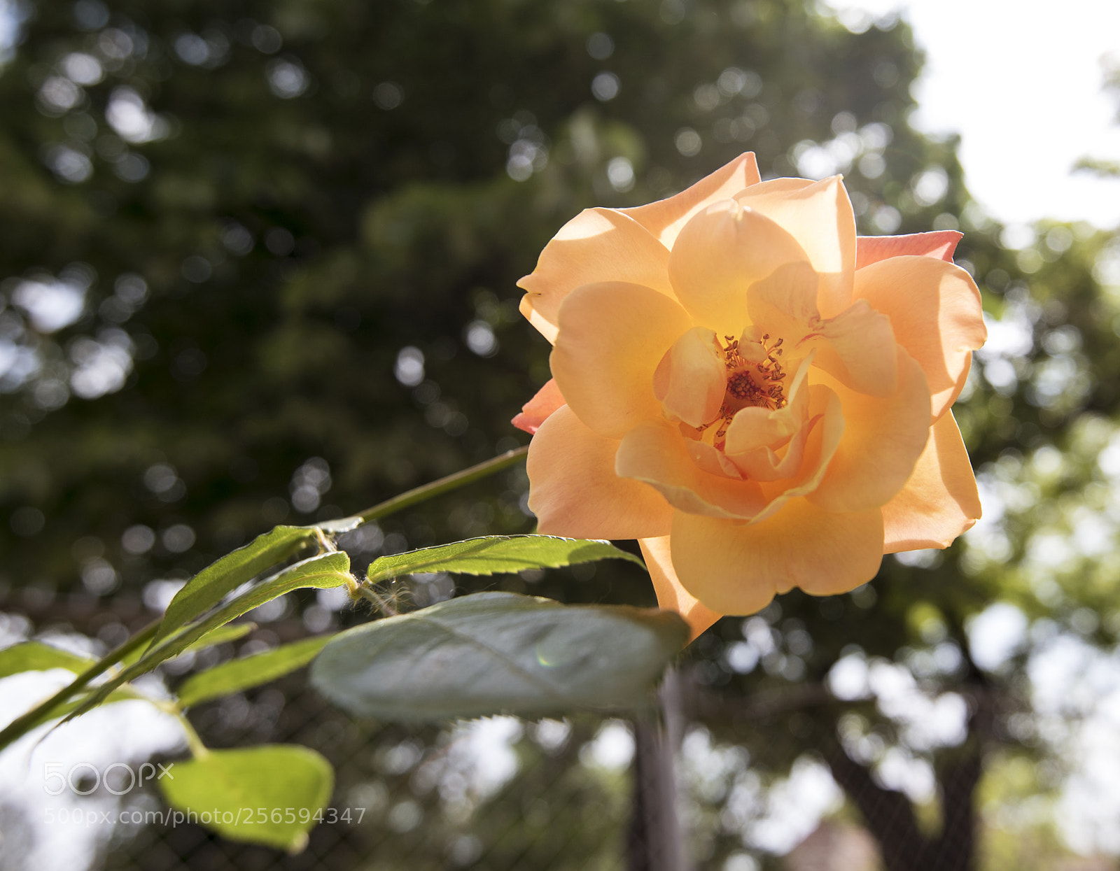 Nikon D750 sample photo. Flower photography