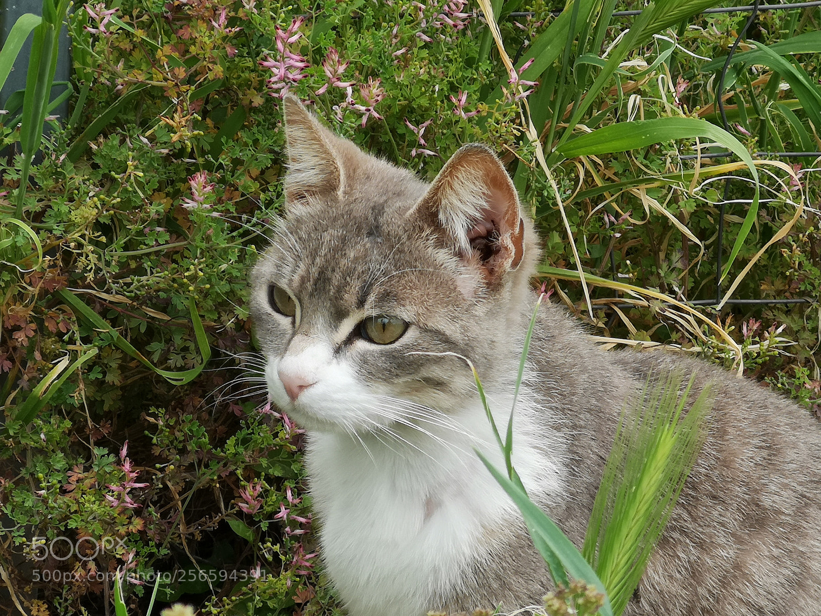 HUAWEI CLT-L09 sample photo. Posted cat photography