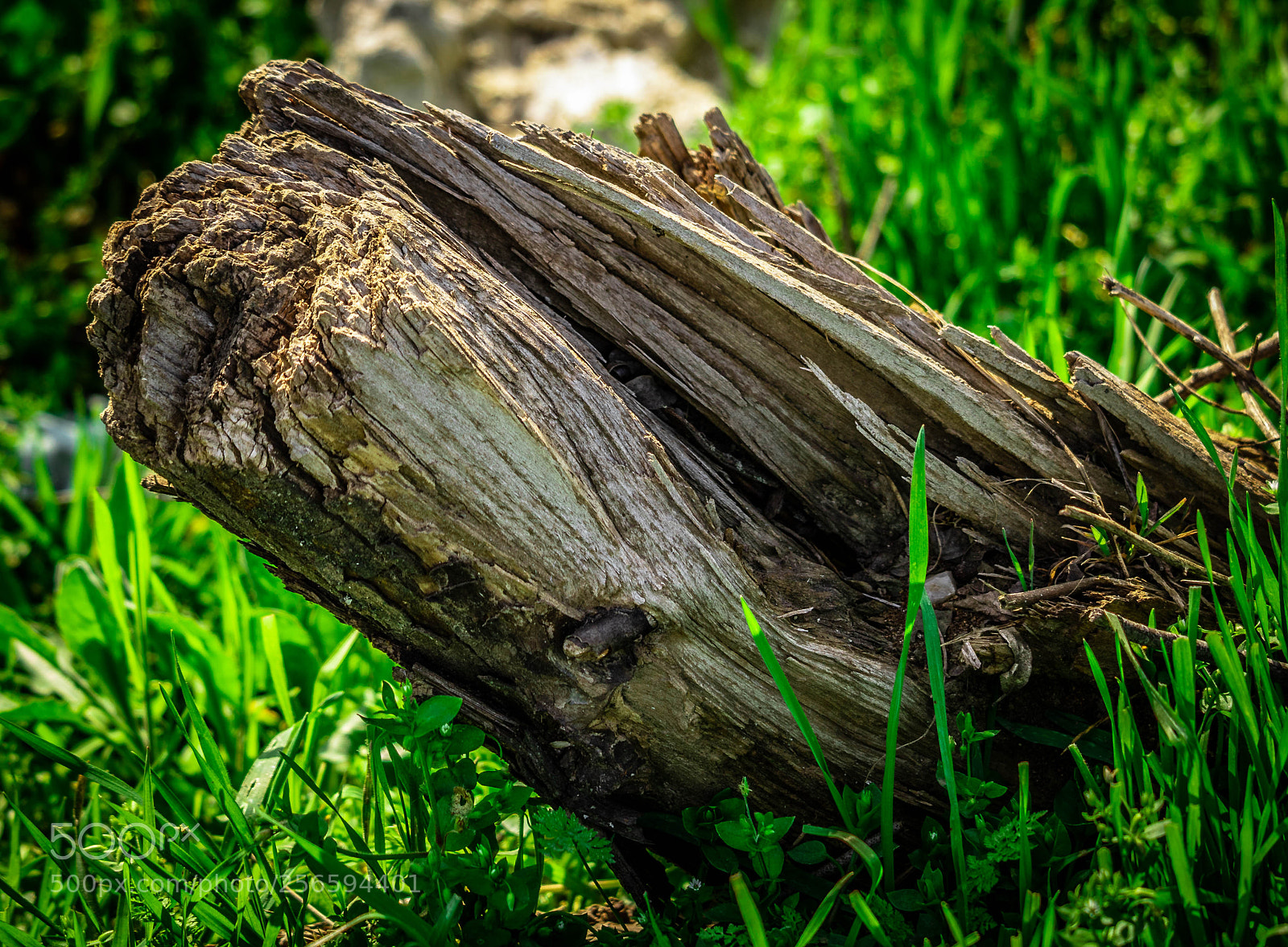 Canon EOS 7D Mark II sample photo. Tree photography