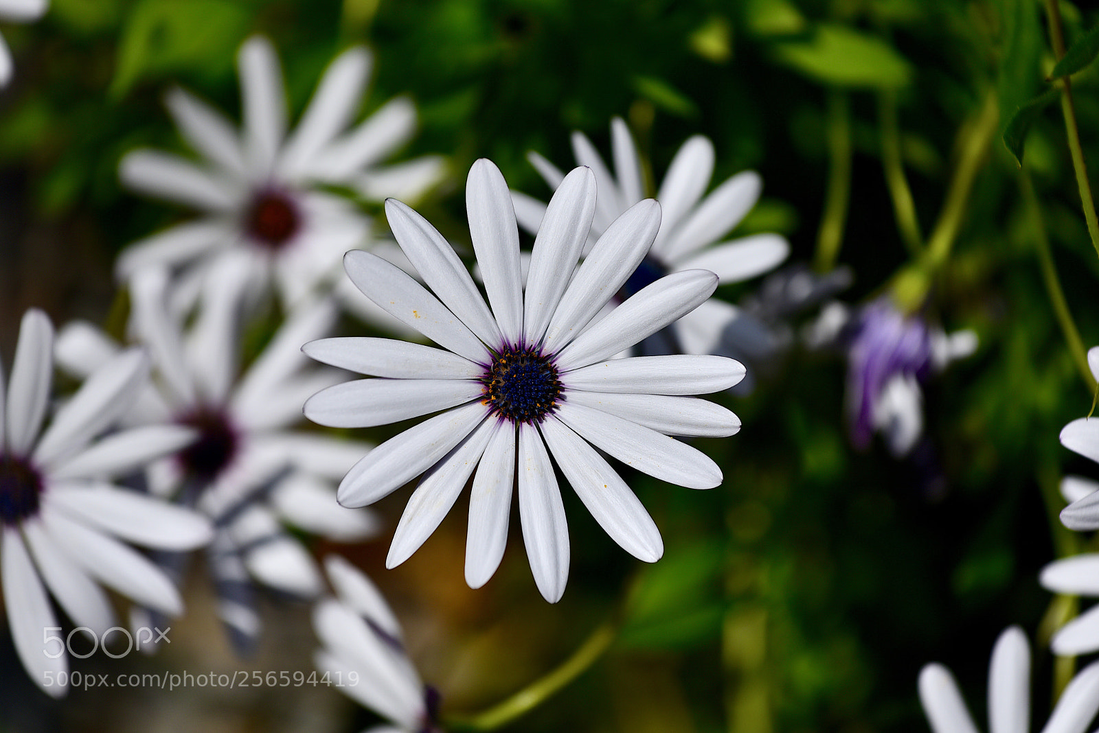 Nikon D750 sample photo. Bianca margherita  photography