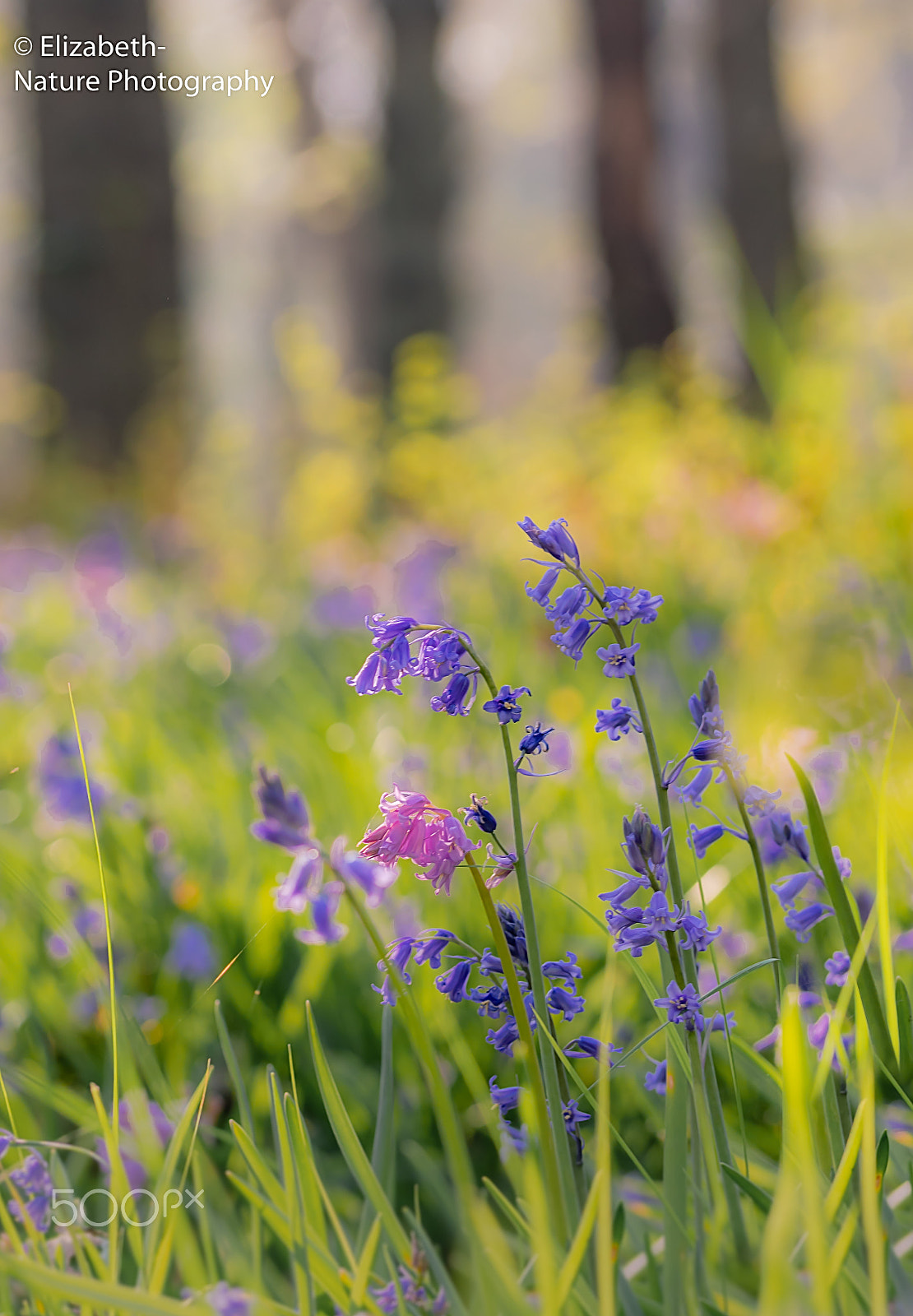 Sigma 105mm F2.8 EX DG OS HSM sample photo. Colourful spring in the forest photography